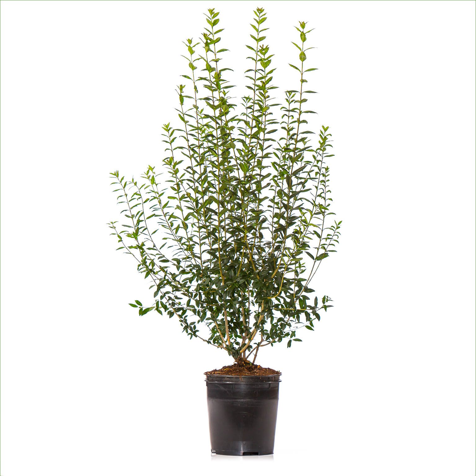 Dehner Hecken Wintergrüner Liguster Atrovirens, für 6 m Hecke, 150-175 cm, 12 Stück, wintergrüne, insektenfreundliche Gartenpflanze