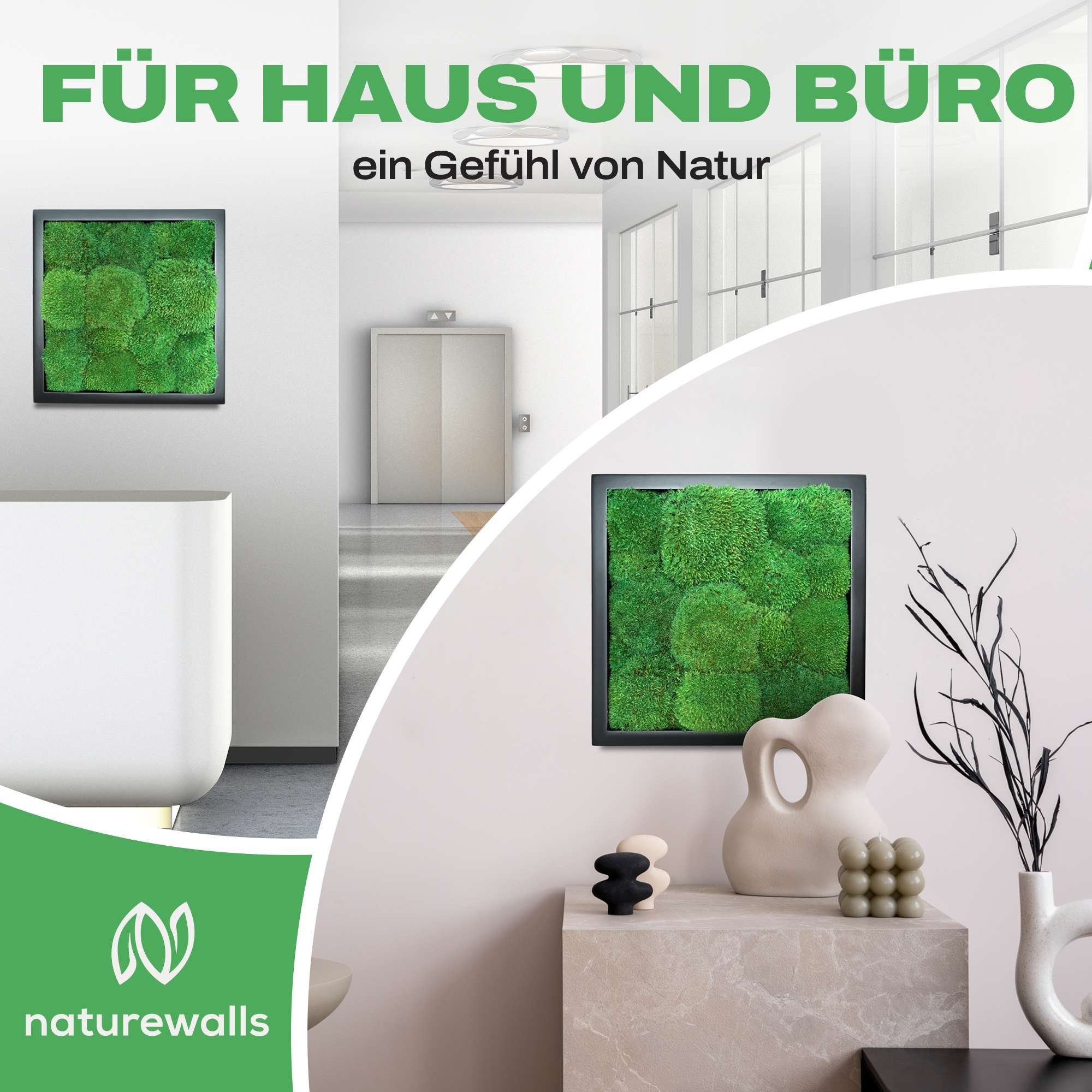 naturewalls - Pflanzenbild konserviert Wandbild, Kugelmoos Schwarz Moosbild St), (1 Vollholz-Rahmen Bild -
