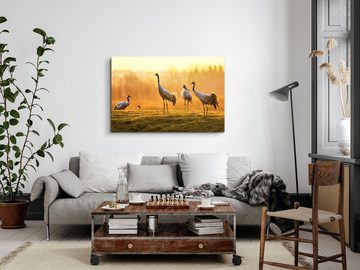 Sinus Art Leinwandbild 120x80cm Wandbild auf Leinwand Tierfotografie Kraniche Natur Sonnenunt, (1 St)