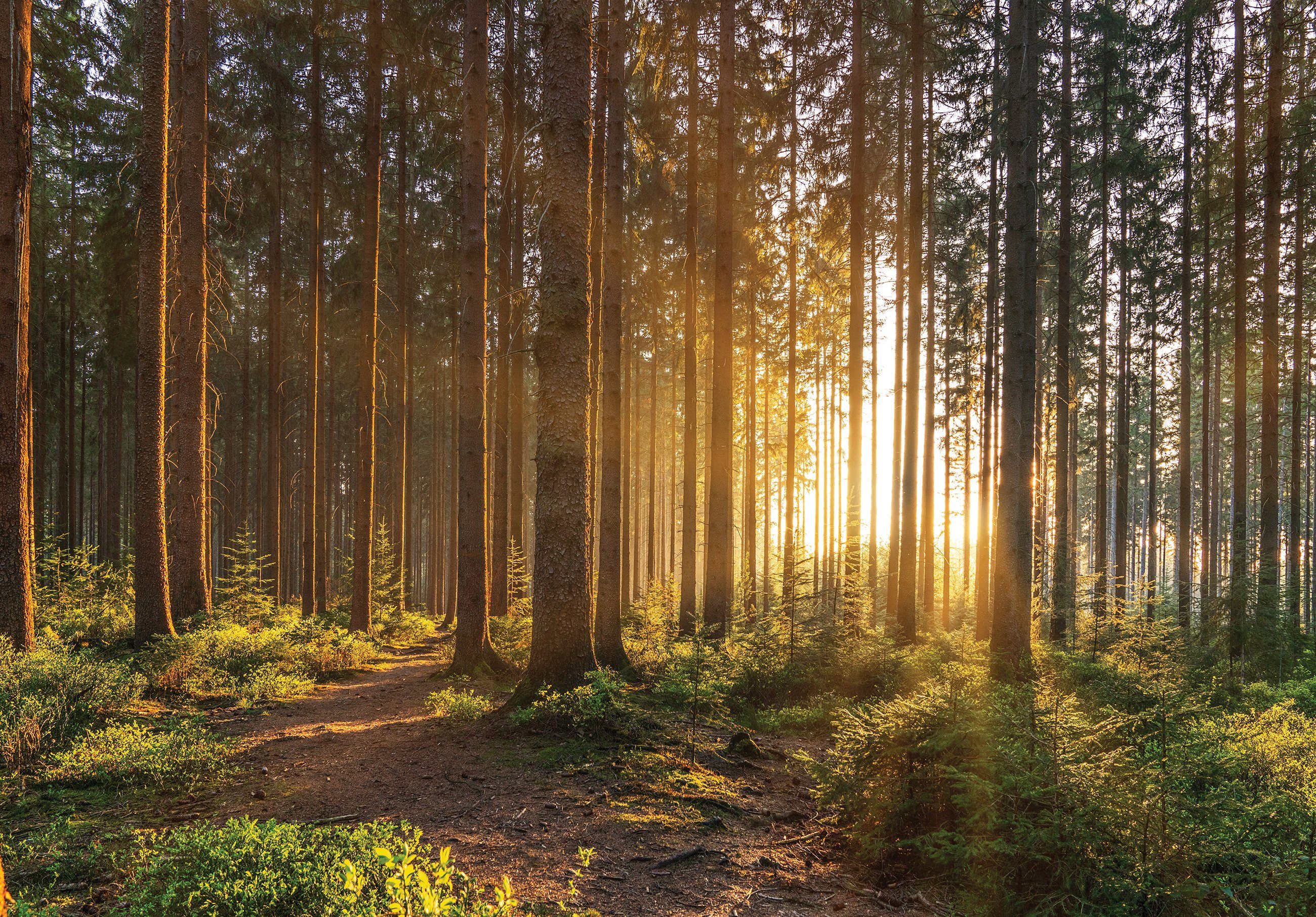 Vlies inklusive Tapete Natur oder Schlafzimmer Wallarena Wald, für Wandtapete Sonne Vliestapete Fototapete Vliestapete Glatt, Wohnzimmer Motivtapete, EFFEKT 3D Wald Kleister