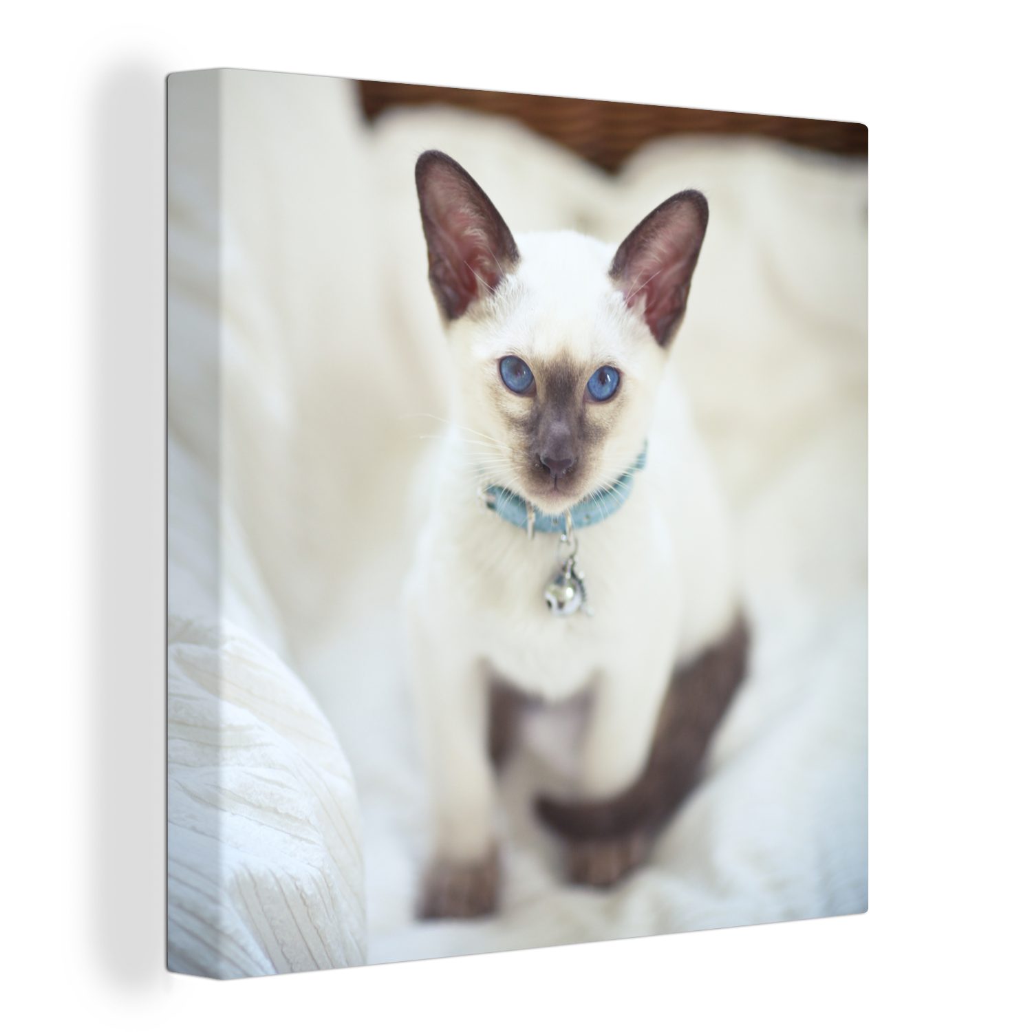 OneMillionCanvasses® Leinwandbild Eine weiß gefärbte Siamesische Katze, (1 St), Leinwand Bilder für Wohnzimmer Schlafzimmer