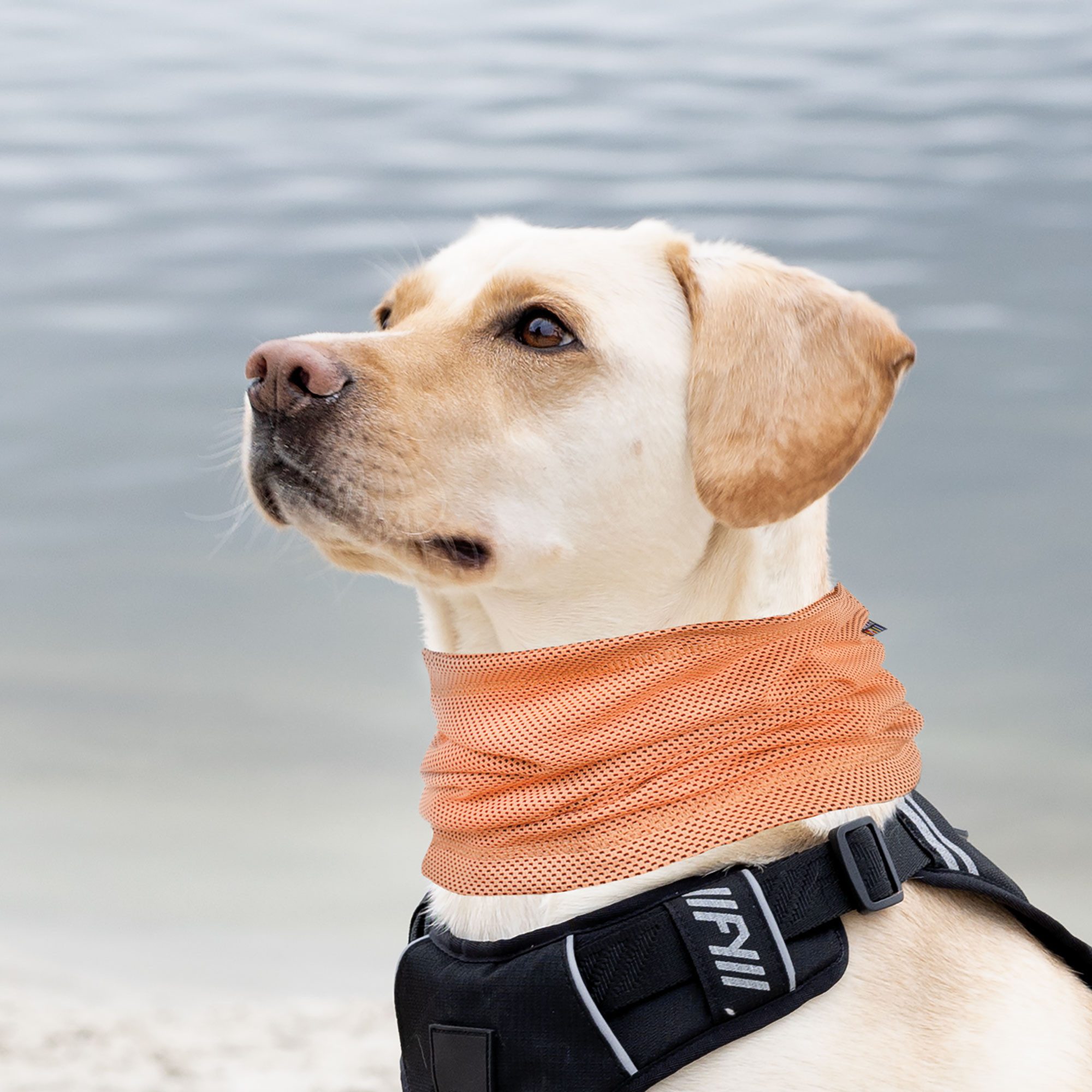 Rukka®Pets Tier-Halstuch Cooling Hunde Halstuch - eine sanfte Abkühlung, Polyester, in versch. Größen