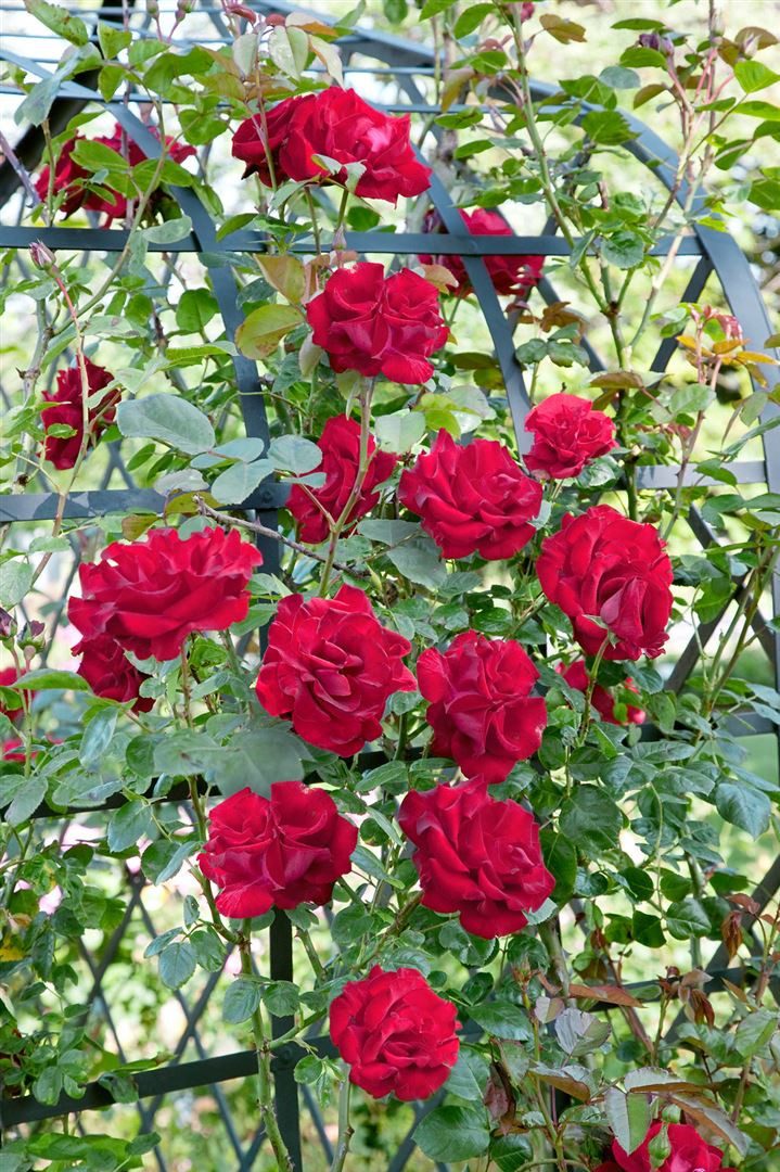 Pflanzen für Dich Rose Rosa Santana günstig online kaufen