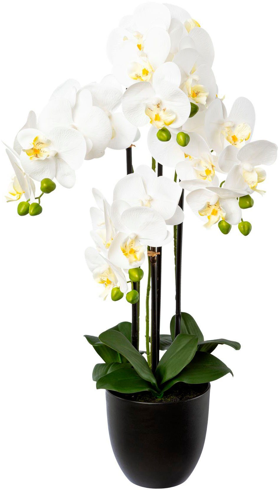 Kunstorchidee Phalaenopsis im Resintopf Orchidee Phalaenopsis, Creativ gree günstig online kaufen