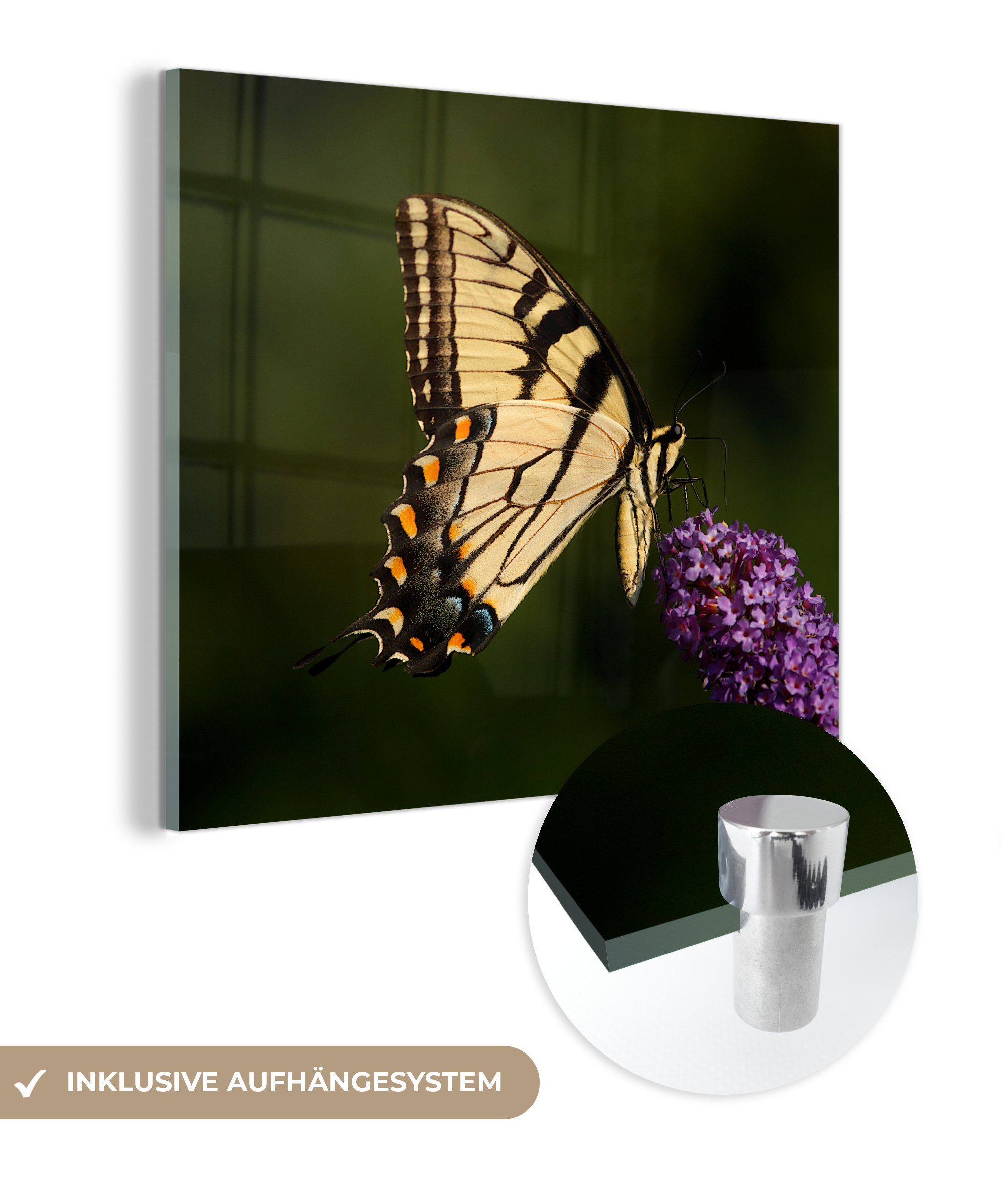 (1 Acrylglasbild Papilio glaucus - - Glasbilder - St), Glas auf Wanddekoration Foto Schmetterlingsstrauch, lila Glas auf auf Schmetterling MuchoWow Bilder einem Wandbild