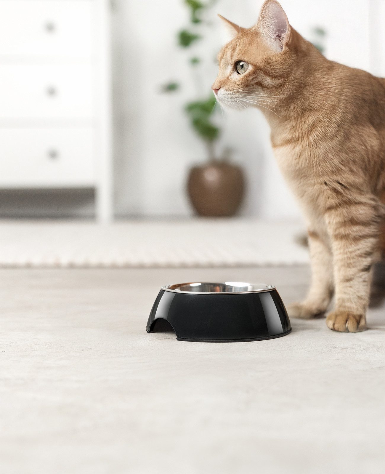 lionto Futternapf für Katzen, ergonomische Form, Edelstahlnapf im Melaminkorpus, langlebig & pflegeleicht, mit Anti-Rutsch-Ring