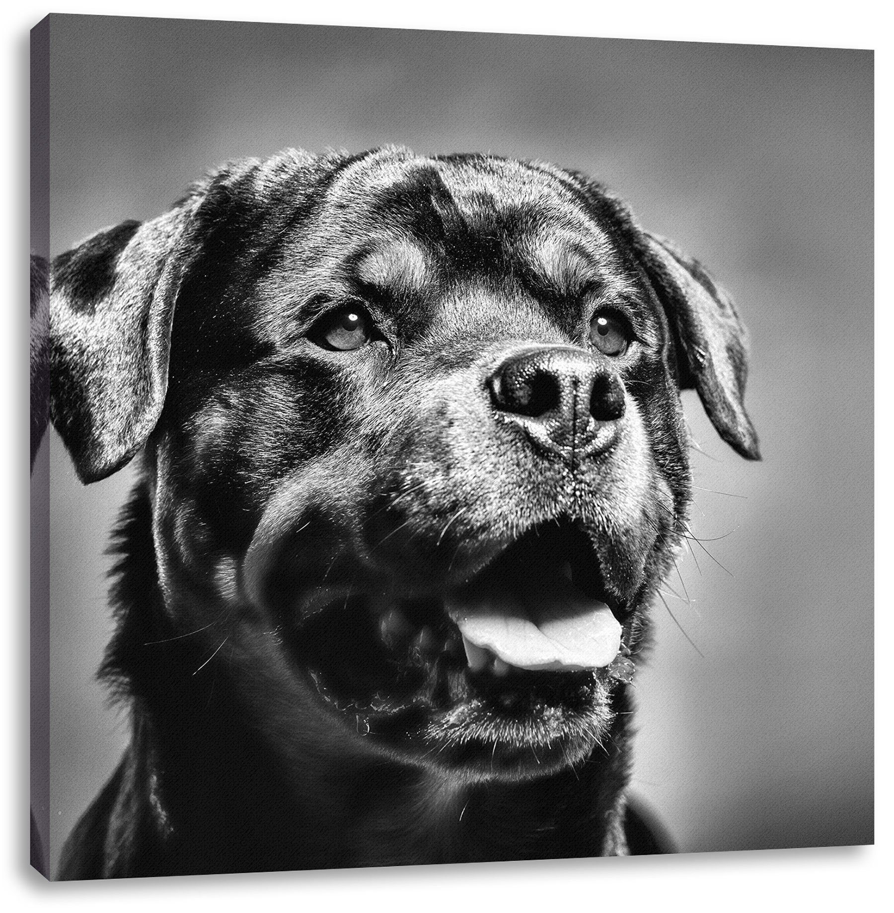 Pixxprint Leinwandbild Treuer Rottweiler, Treuer Rottweiler (1 St), Leinwandbild fertig bespannt, inkl. Zackenaufhänger
