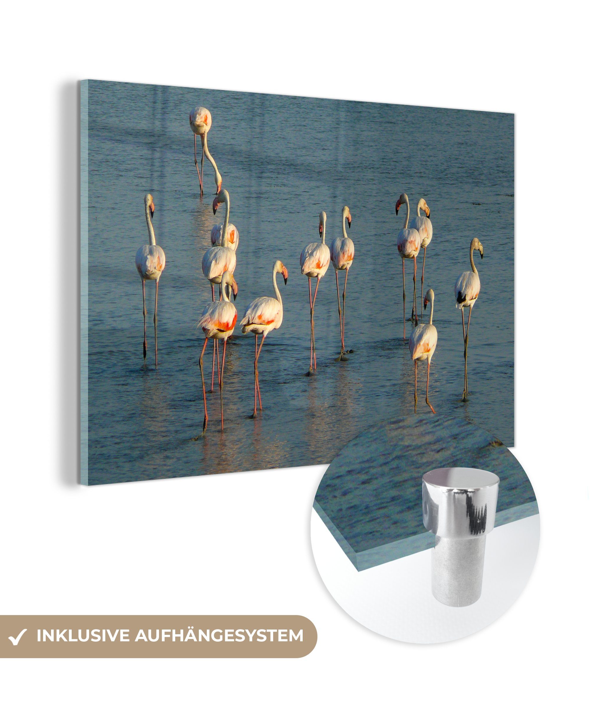 MuchoWow Acrylglasbild Flamingos im Doñana-Nationalpark in Acrylglasbilder Spanien, St), (1 Wohnzimmer & Schlafzimmer