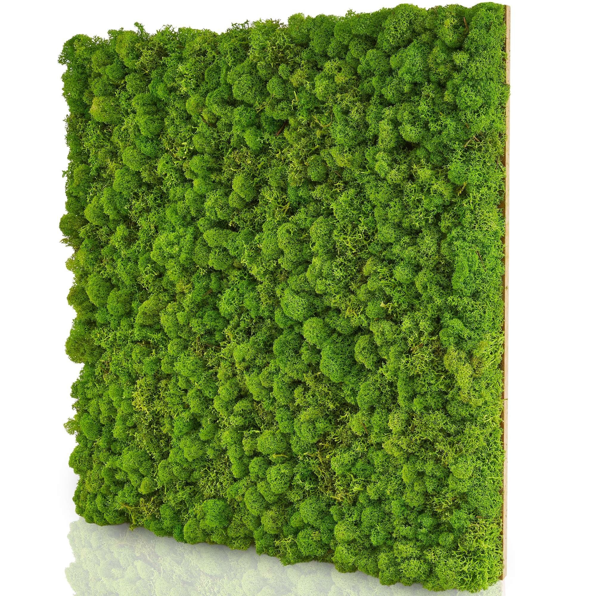 naturewalls Wandpaneel Moospaneele BASIC 50x50 - günstig online kaufen