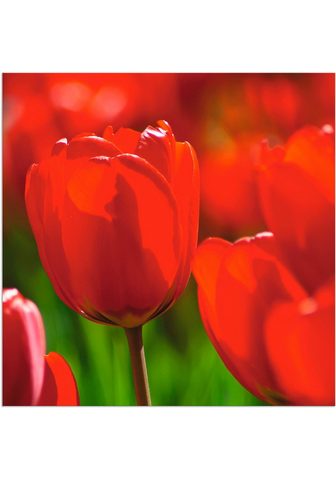 Artland Paveikslas »Rote Tulpen in der Sonne« ...