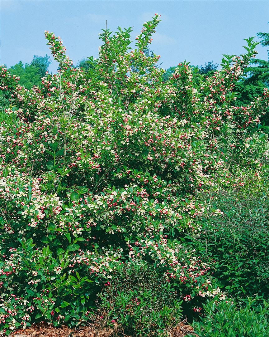 Pflanzen für Dich Gehölze Weigela florida Majorie, 1 St., Weigelie, Glockenstrauch