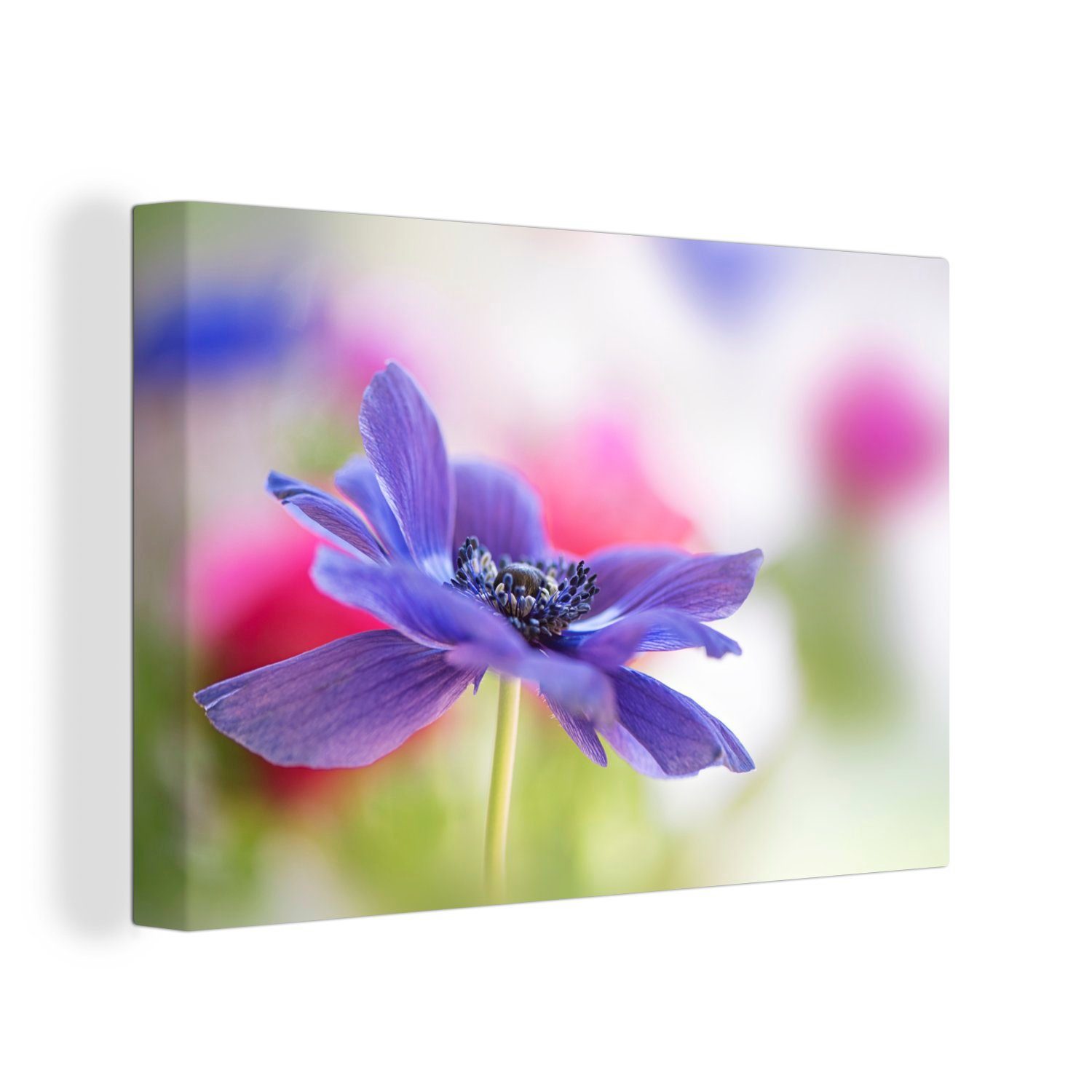 Wanddeko, Wandbild Leinwandbild Violette Anemone, Aufhängefertig, cm 30x20 Leinwandbilder, OneMillionCanvasses® St), (1
