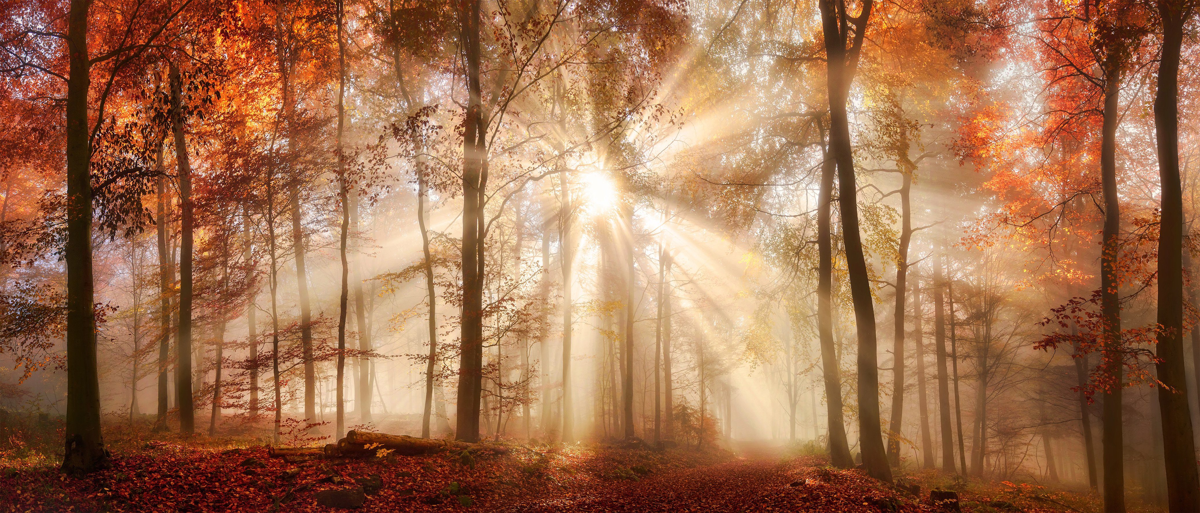 Bönninghoff Leinwandbild Herbst, Wald (1 St), BxH: 140x60 cm