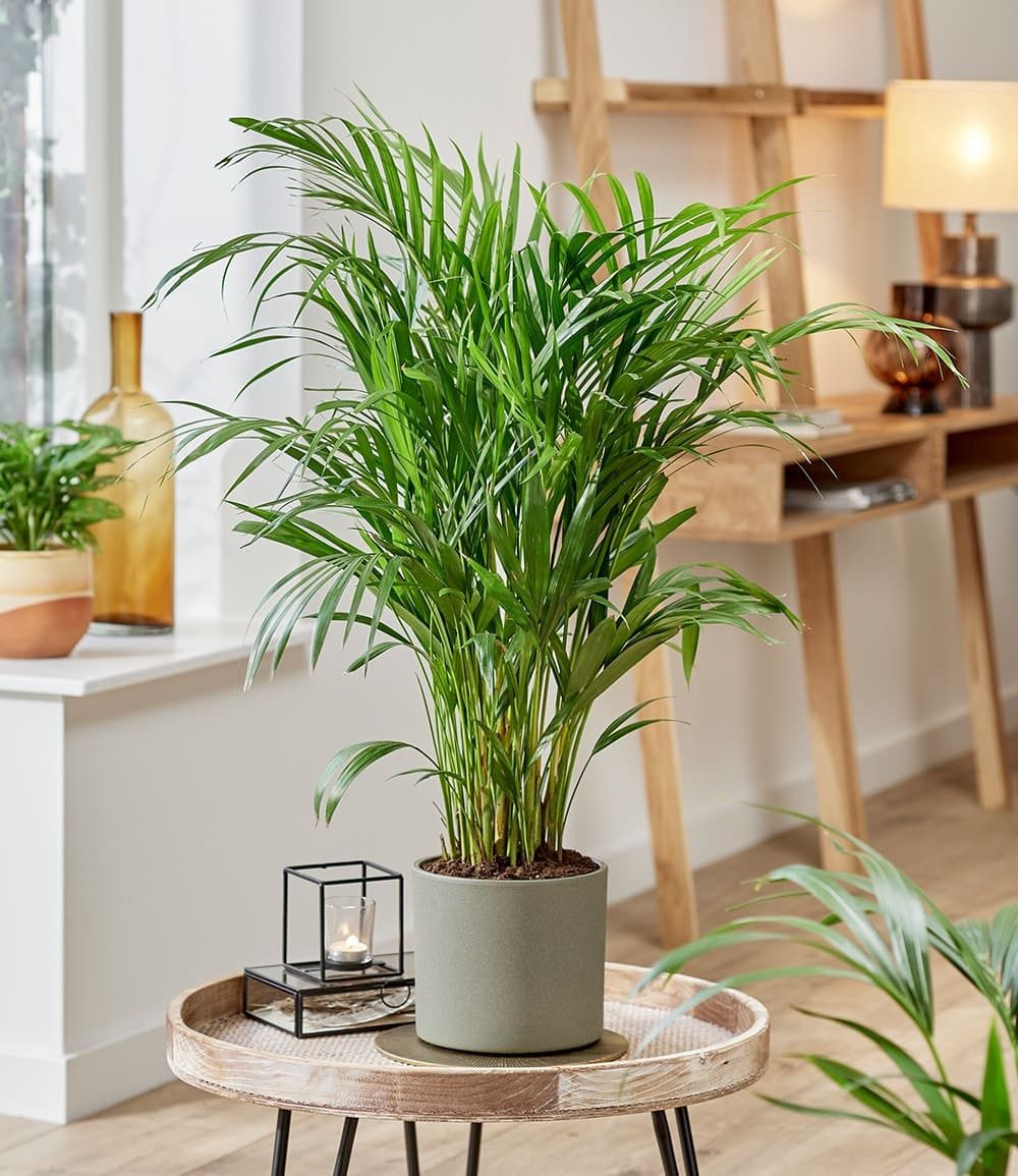 BALDUR Garten Zimmerpflanze Areca Palme ca. 35-45 cm, 1 St., Goldfruchtpalme, schnell wachsend, pflegeleicht