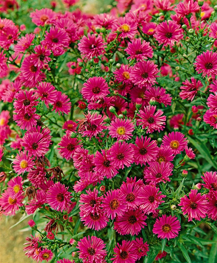 Pflanzen für Dich Staude Aster novae-ang. Rubinschatz, 1 St., Raublatt-Aster, Herbstaster