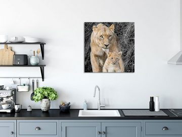 Pixxprint Glasbild schöne Löwin mit süßem Jungtier, schöne Löwin mit süßem Jungtier (1 St), Glasbild aus Echtglas, inkl. Aufhängungen und Abstandshalter