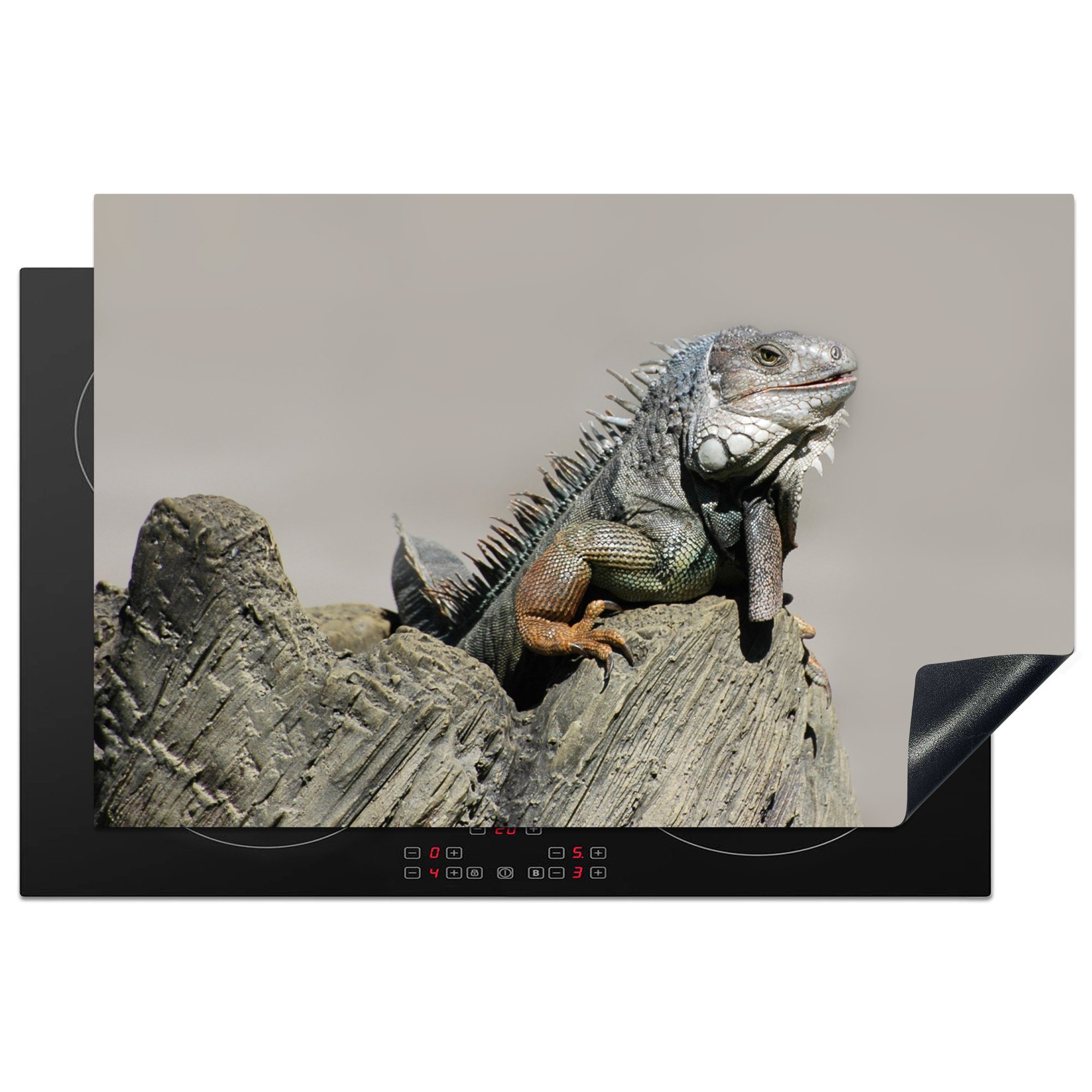 MuchoWow Herdblende-/Abdeckplatte Leguane sitzen auf einem Felsen, Vinyl, (1 tlg), 81x52 cm, Induktionskochfeld Schutz für die küche, Ceranfeldabdeckung