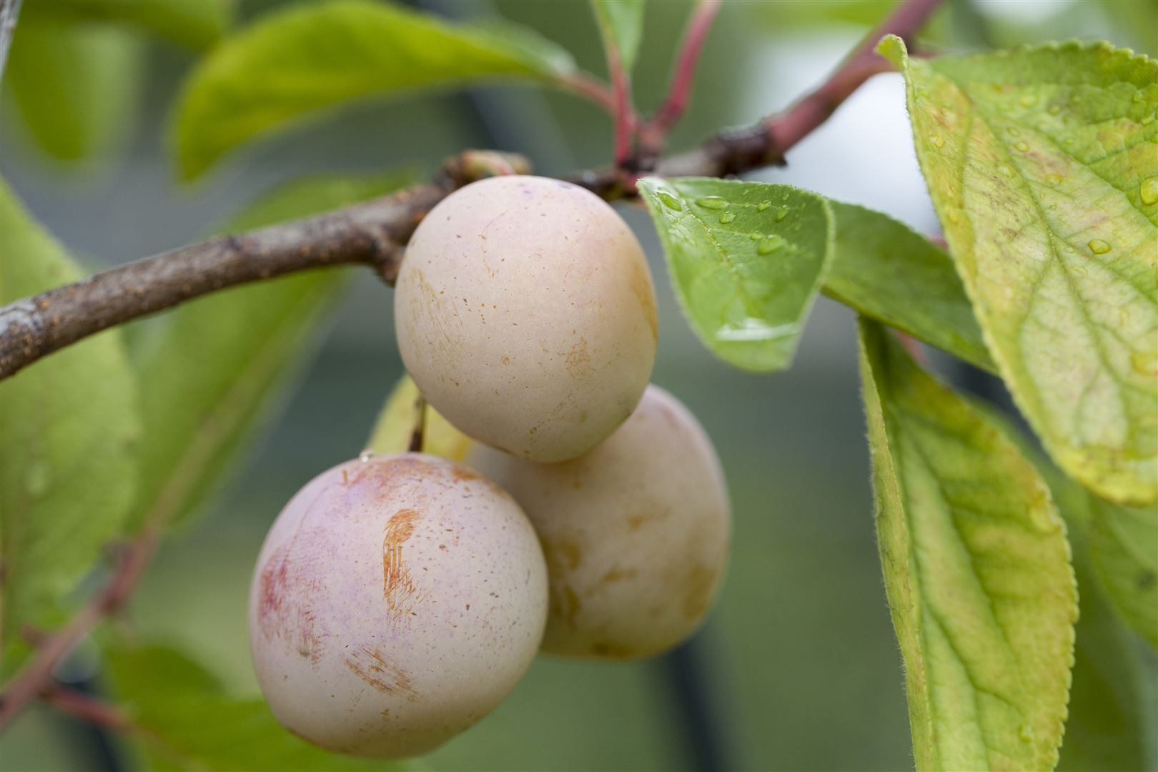 Pflanzen für Dich Obstpflanze Prunus domestica 'Mirabelle von Nancy', 1 St., Mirabelle von Nancy, Mirabelle, Gelbe Zwetschge, gelbe Früchte, süßaromatisch