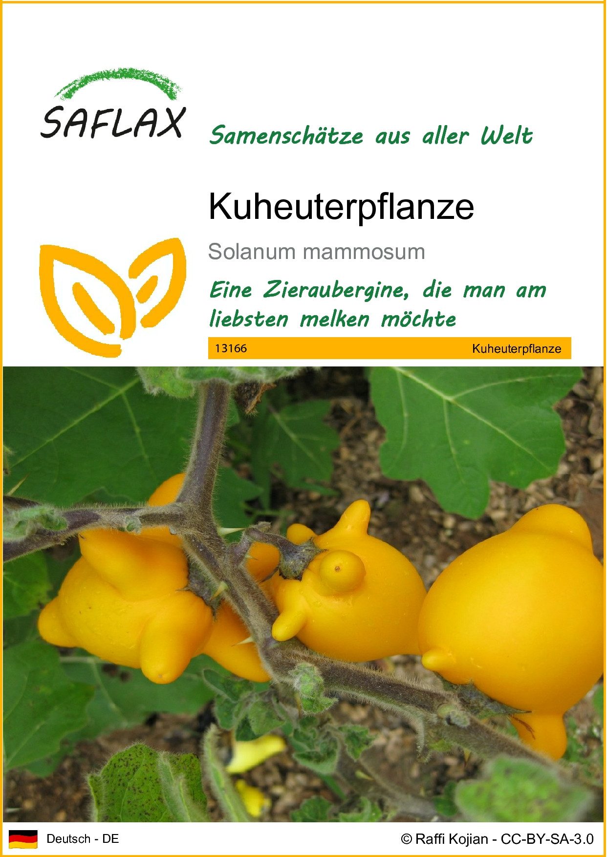 SAFLAX Blumensamen SAFLAX - Samen - Kuheuterpflanze
