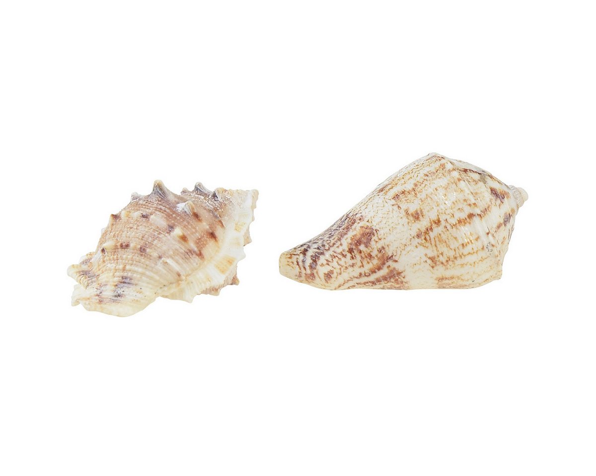 Thumbnail - Viana Bastelnaturmaterial Maritime Muschel Tischdeko Natur Weiß 400g