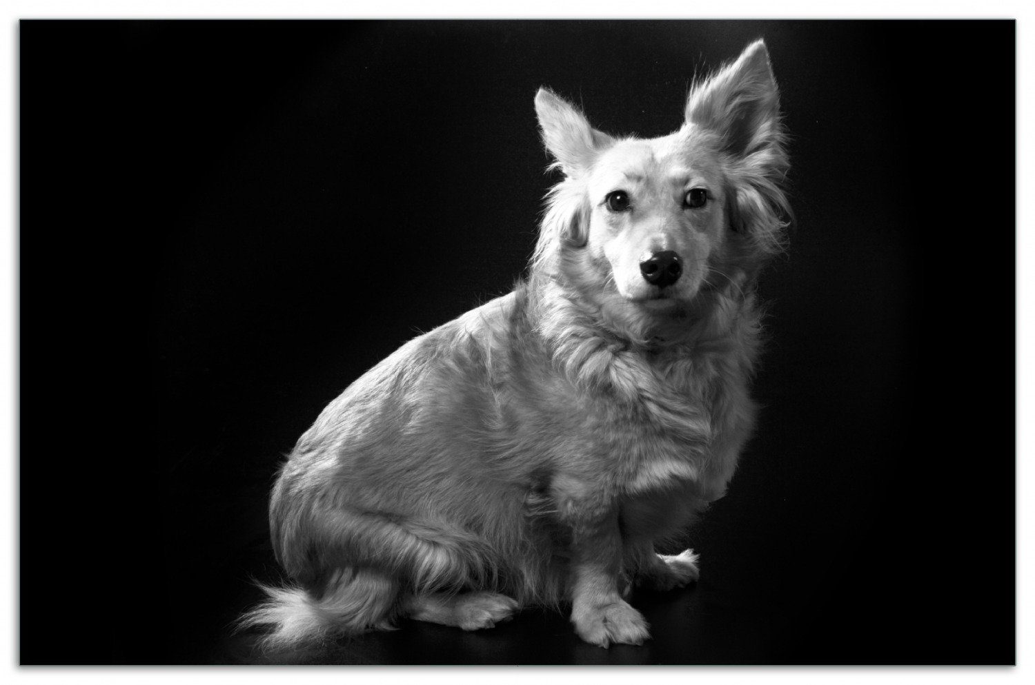 Wallario Herd-Abdeckplatte Braver Hund sitzt Porträt schwarz weiß, ESG-Sicherheitsglas, (Glasplatte, 1 tlg., inkl. 5mm Noppen), verschiedene Größen