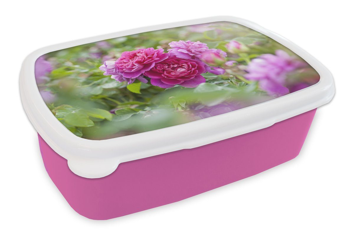 MuchoWow Lunchbox Rosa Rosen wachsen auf dem Lande, Kunststoff, (2-tlg), Brotbox für Erwachsene, Brotdose Kinder, Snackbox, Mädchen, Kunststoff
