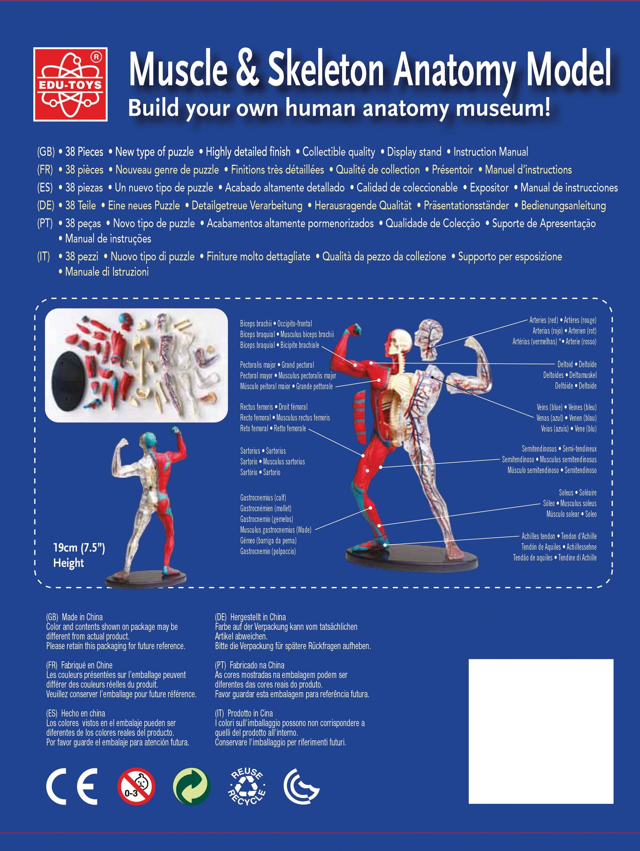 Edu-Toys Experimentierkasten Anatomisches 19 cm Modell mit Muskeln, Knochen und Blutbahnen Bausatz, (1-tlg)