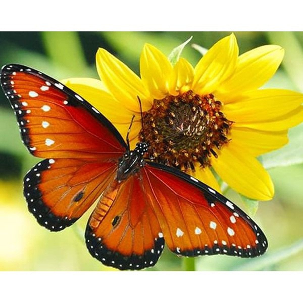 Idena Malen nach Zahlen PRACHT Diamond Painting Schmetterling 40x30cm