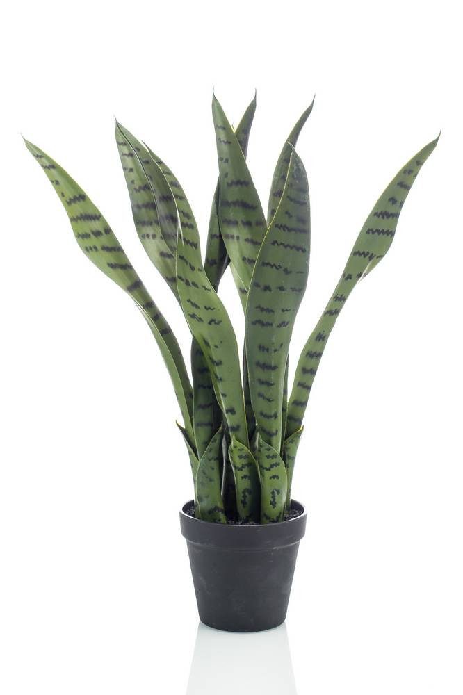 Kunstpflanze Künstliche Sukkulente Sansevieria POLIANA, grün, 50cm Bogenhanf (Sansevieria trifasciata), artplants, Höhe 50.0 cm