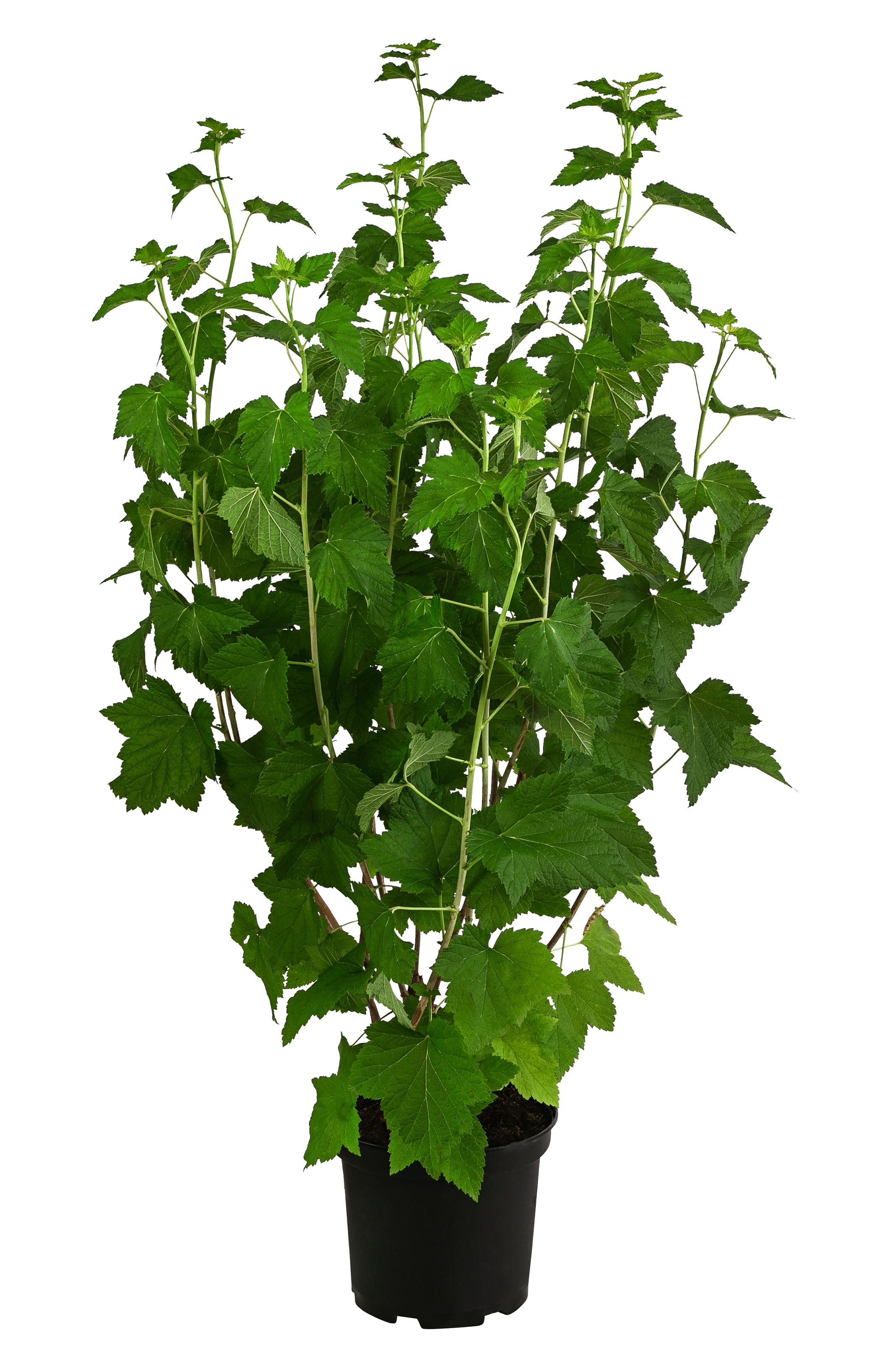 Dehner Obstpflanze Johannisbeere Titania, Ribes nigrum, schwarze Früchte, robuster Beerenstrauch, schwarze Früchte