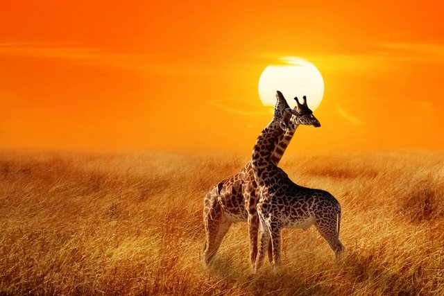 Papermoon Fototapete »Giraffes against Sunset«, glatt-Otto