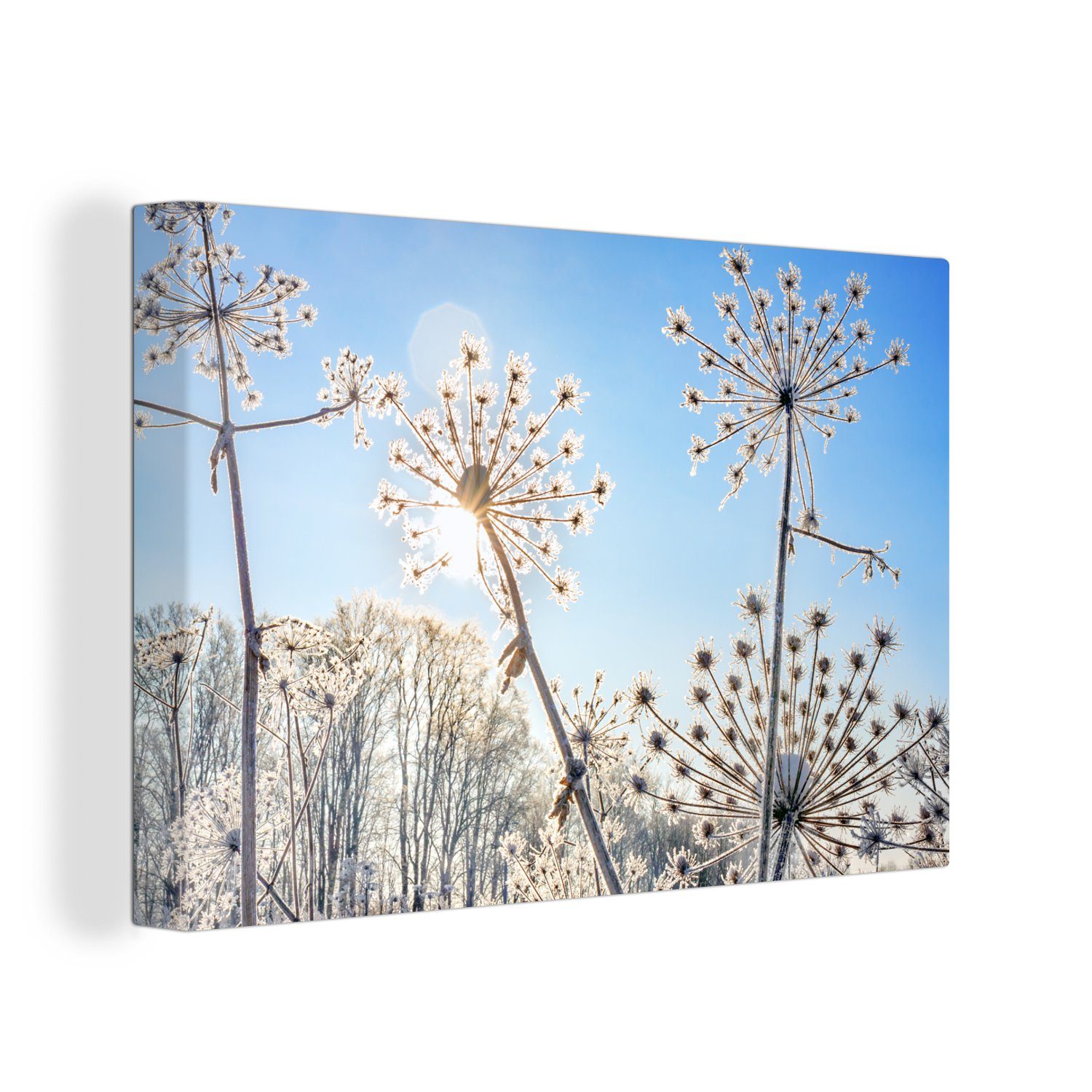 OneMillionCanvasses® Leinwandbild Pflanzen - Schnee - Stilleben, (1 St), Wandbild Leinwandbilder, Aufhängefertig, Wanddeko, 30x20 cm