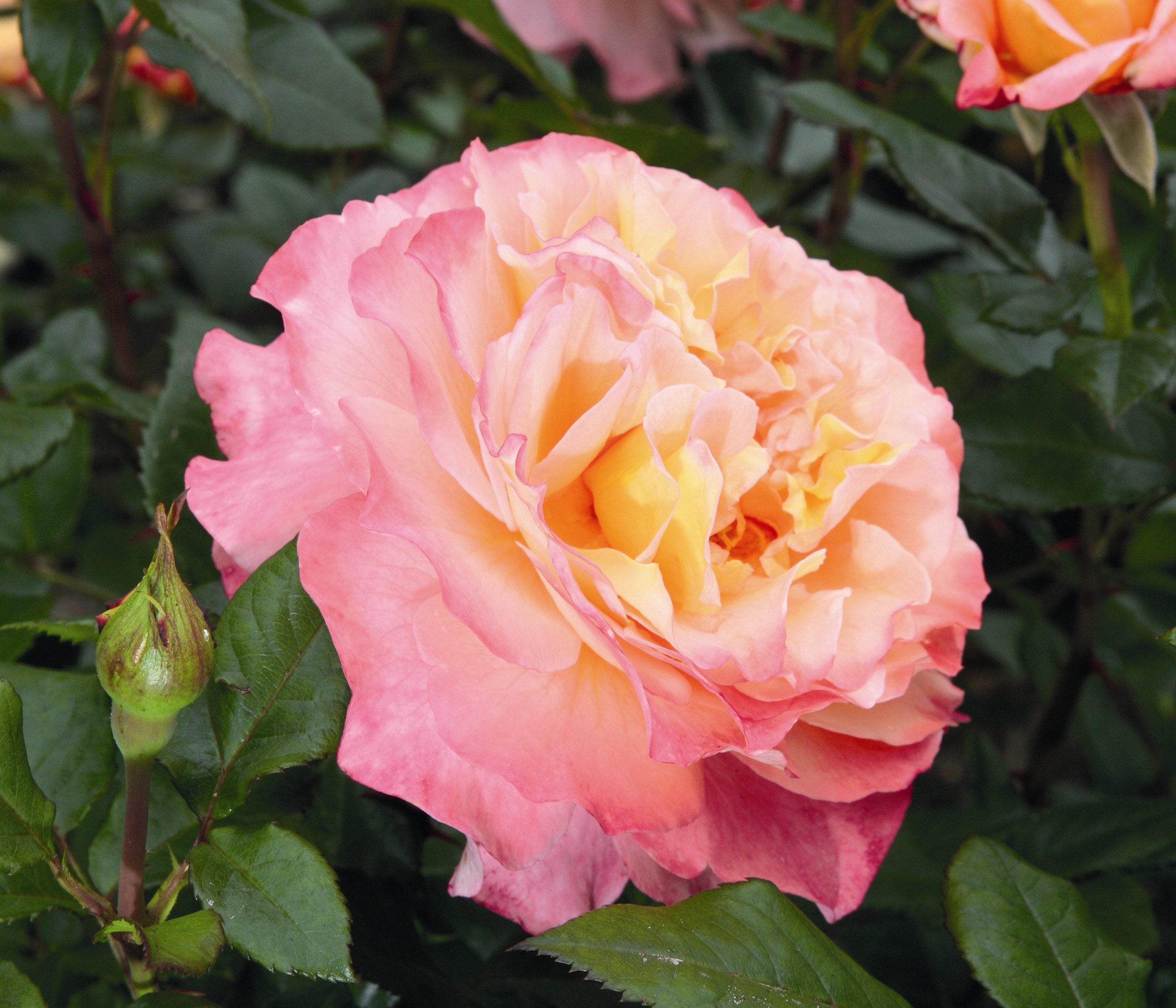 Dehner Rose Edelrose Augusta Luise®, apricot-farbene Blüten, gefüllte und duftende Blüten, Züchter Tantau