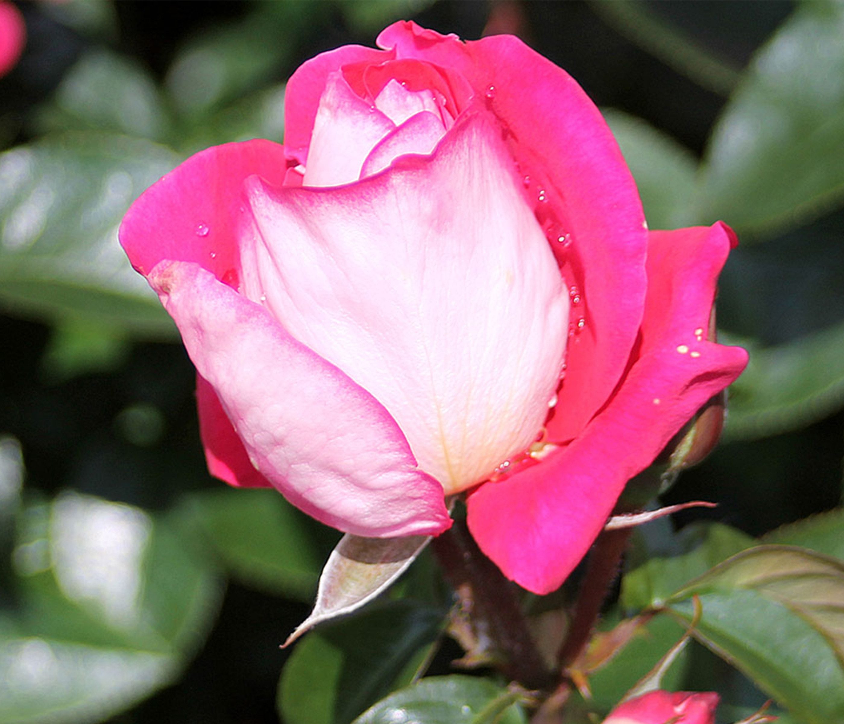 Dehner Rose Beetrose Heimatmelodie®, pink-weiße Blüten, nicht duftende, gefüllte Blüten, Züchter Tantau