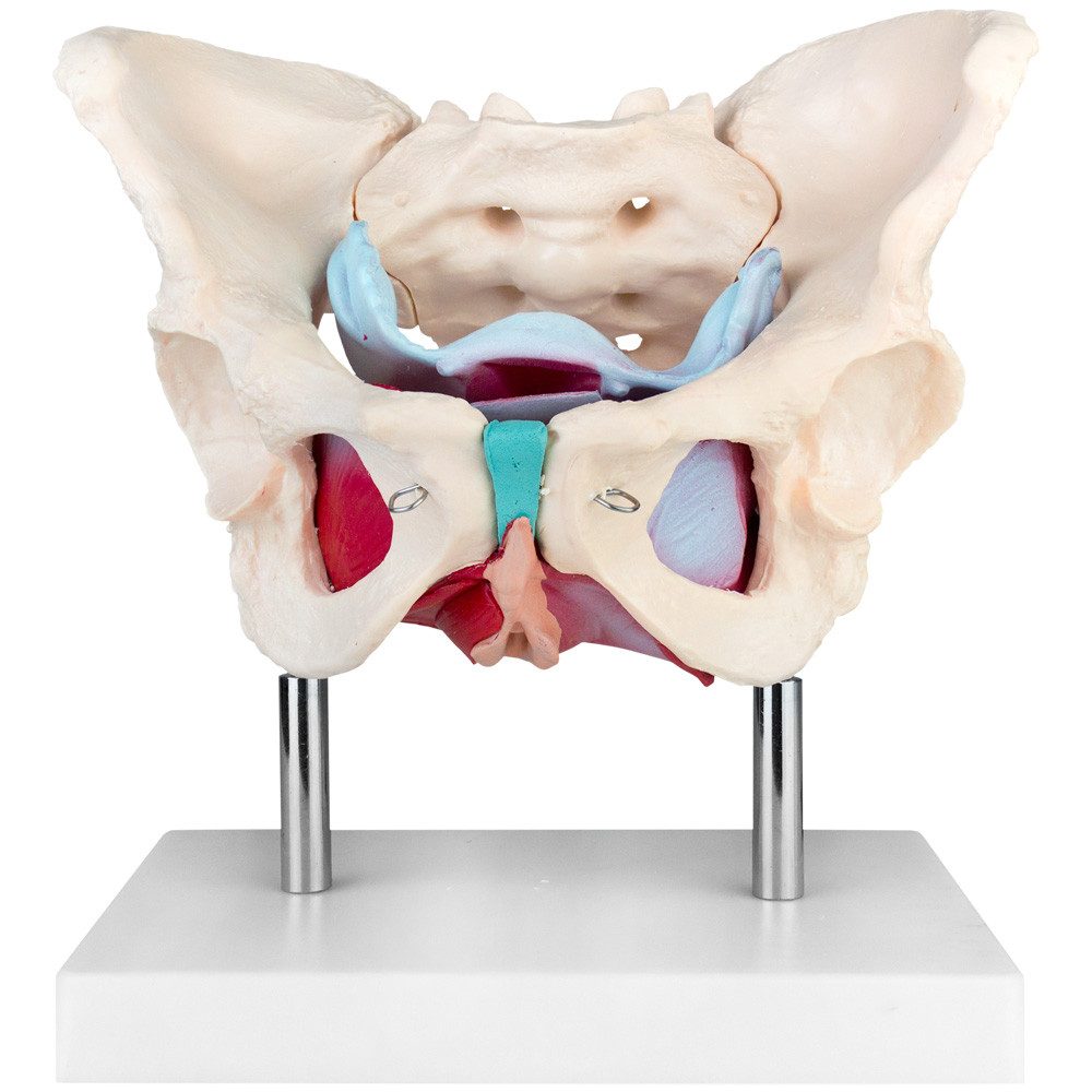 MedMod Dekoobjekt Anatomie Modell Weiblich Skelett Becken Beckenboden Beckenmodell – Bild 3 von 5