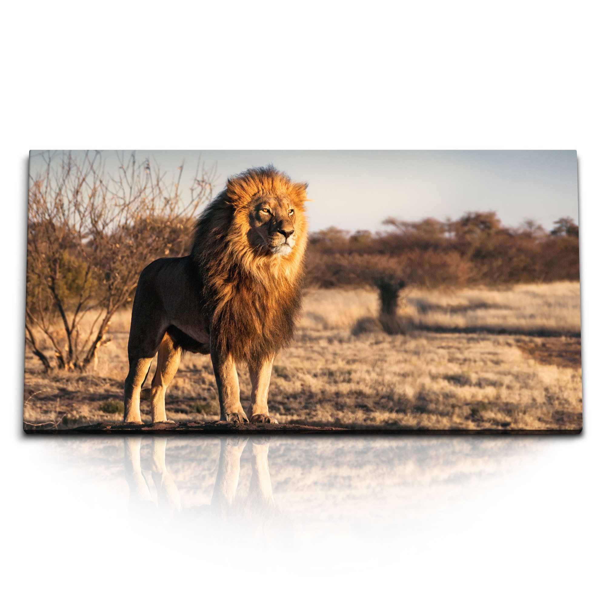 Sinus Art Leinwandbild Kunstdruck Bilder 120x60cm Afrika Löwe Wildnis Tierfotografie Raubkatz, (1 St)
