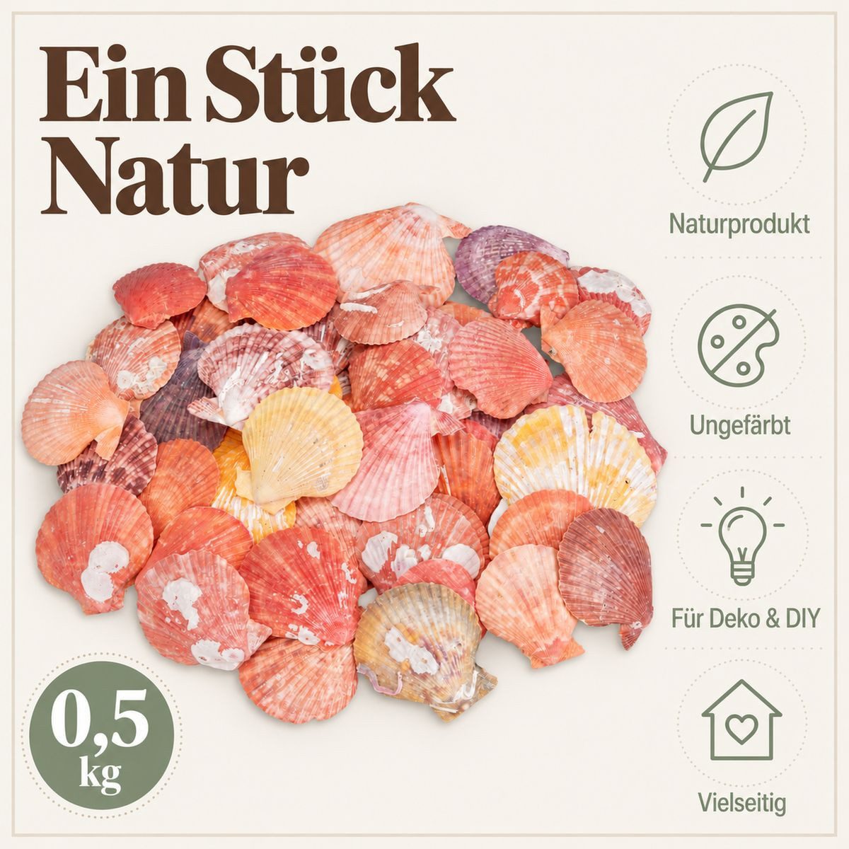 NaDeco Bastelnaturmaterial Pecten nobilis, Natur, 5-8 cm, 0,5 kg ...