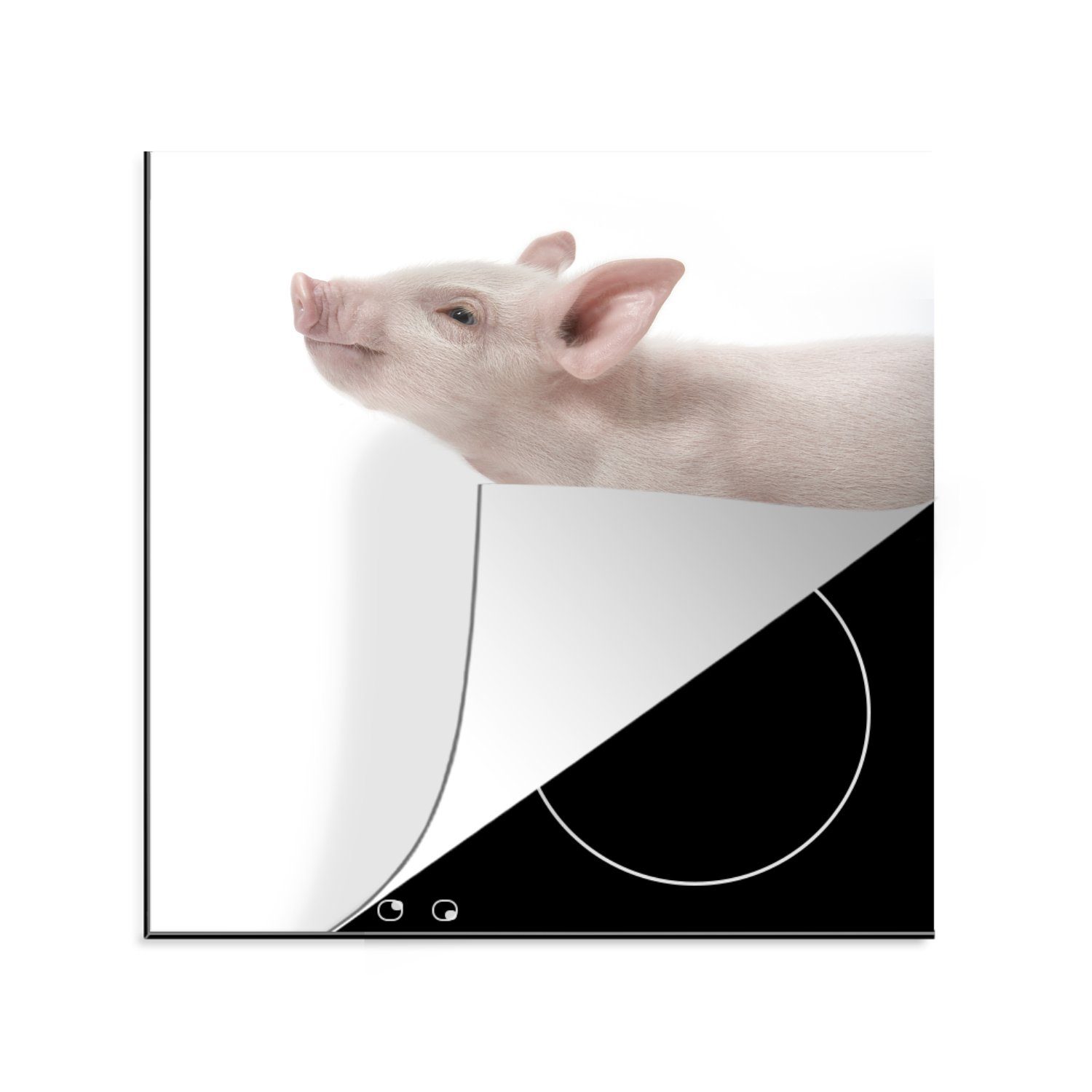 MuchoWow Herdblende-/Abdeckplatte Schwein mit Blick nach oben auf einem weißen Hintergrund, Vinyl, (1 tlg), 78x78 cm, Ceranfeldabdeckung, Arbeitsplatte für küche