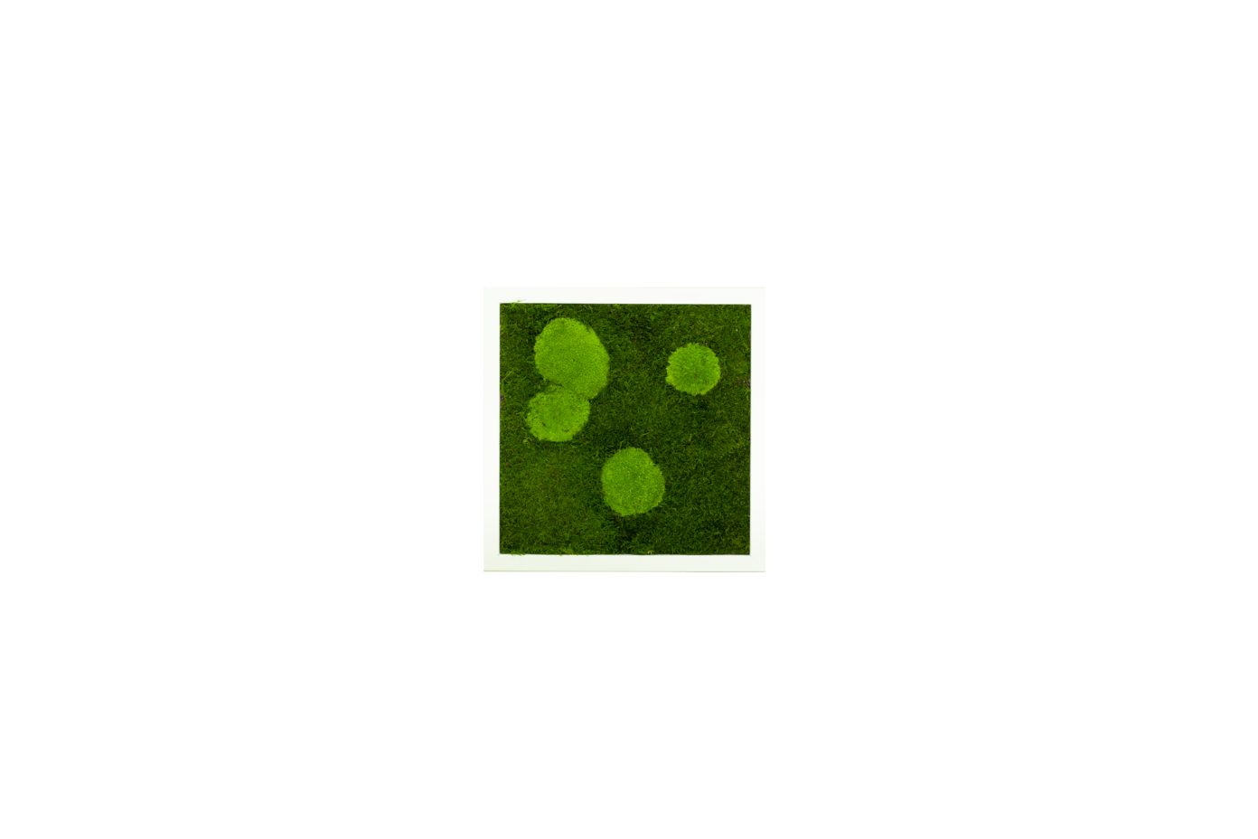 Moos-Design Bilderrahmen Moos Bild Forest Design günstig online kaufen
