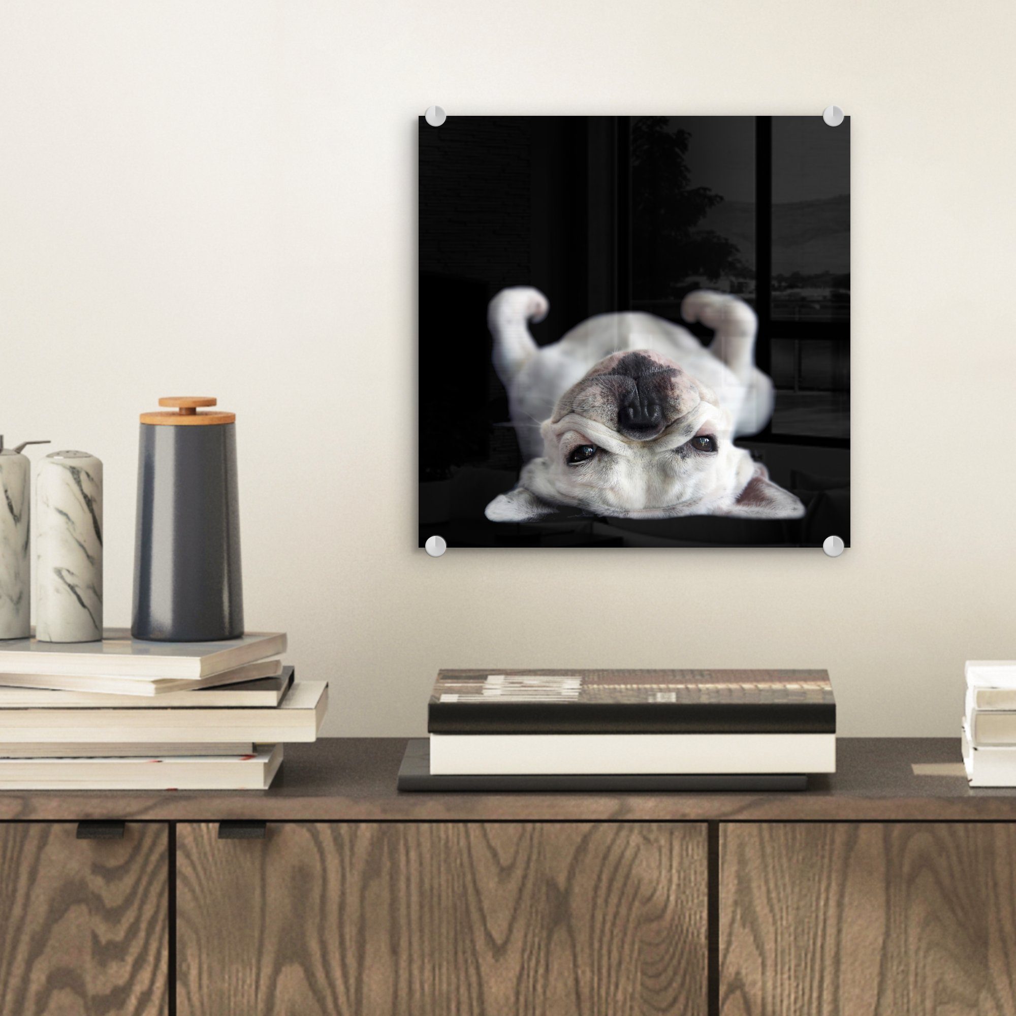 auf Glas auf - Glas schwarzem (1 Wandbild dem Acrylglasbild - Hintergrund, liegend auf - Rücken Foto St), Wanddekoration Bulldogge auf Glasbilder Bilder MuchoWow