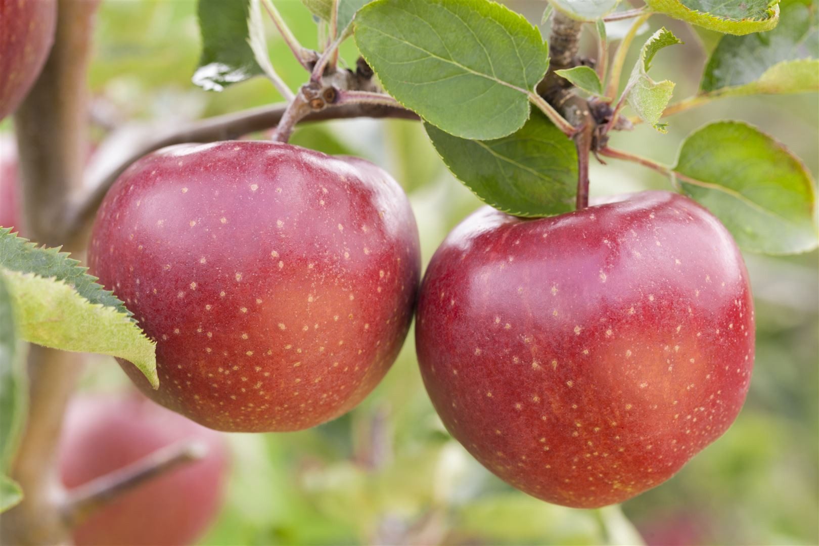 Pflanzen für Dich Obstpflanze Malus 'Jonagold', 1 St., Jonagold-Apfel, Apfelbaum, großfruchtig, saftig-süß