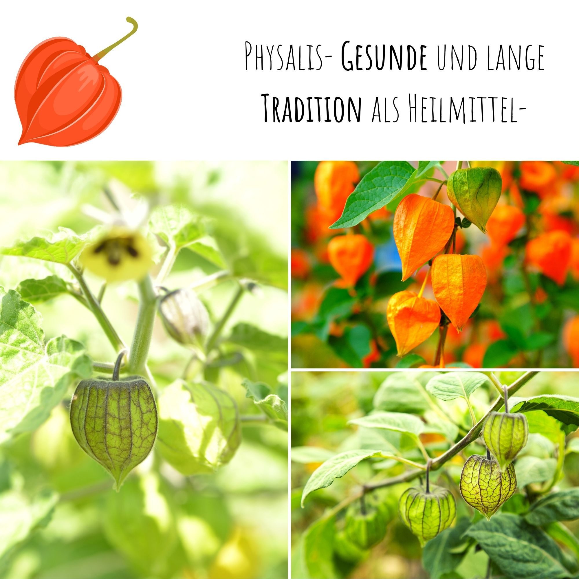 HappySeed Blumensamen Physalis / Kapstachelbeere Samen - Physalis peruviana, Obst