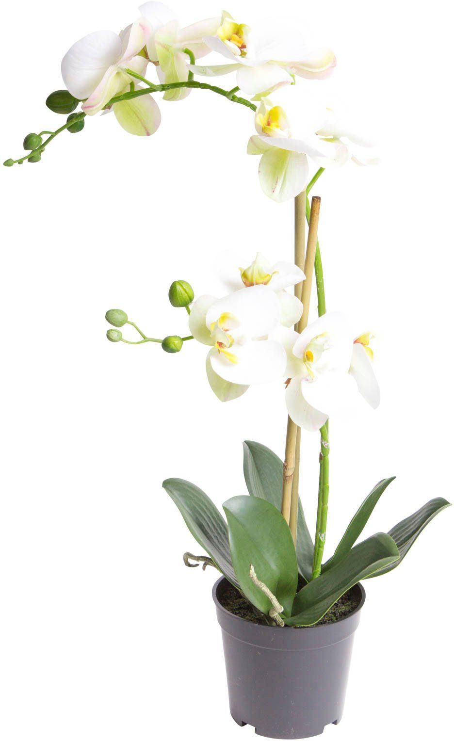 Kunstorchidee Orchidee Bora Orchidee, Botanic-Haus, Höhe 50 cm günstig online kaufen