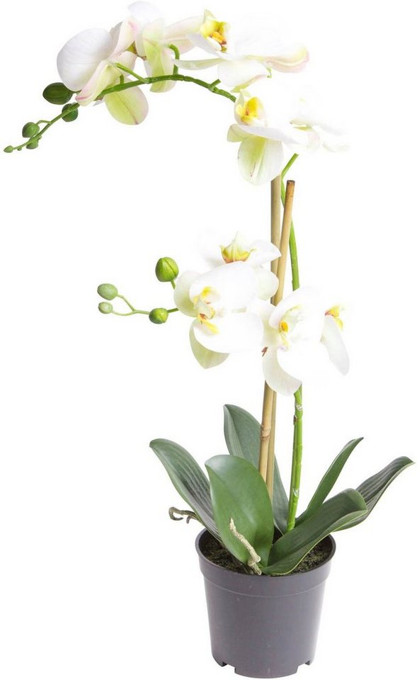 Kunstorchidee Orchidee Bora Orchidee, Botanic-Haus, Höhe 50 cm,  Naturgetreue Kunstpflanze