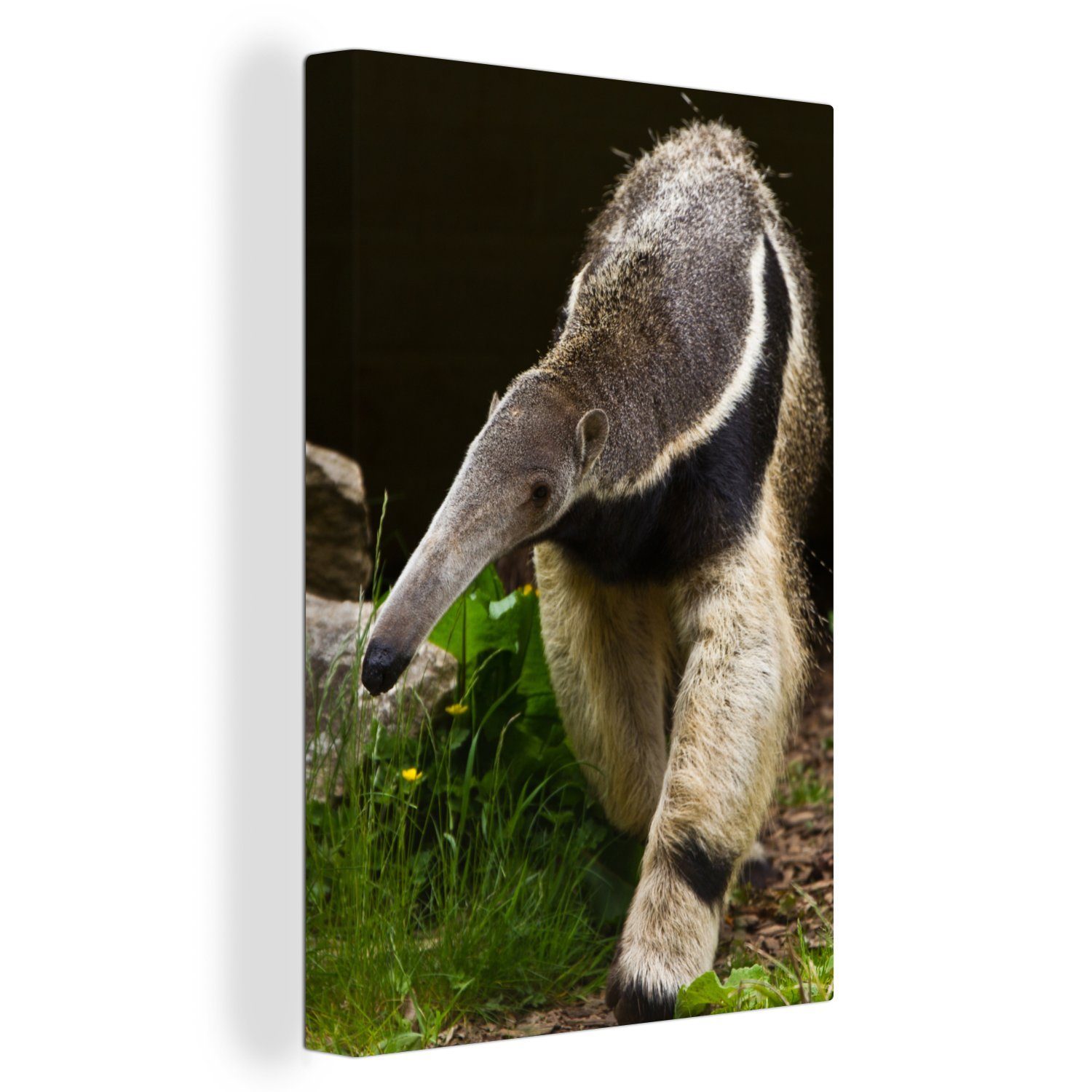 OneMillionCanvasses® Leinwandbild Ameisenbär - Gras - Tiere, (1 St), Leinwandbild fertig bespannt inkl. Zackenaufhänger, Gemälde, 20x30 cm