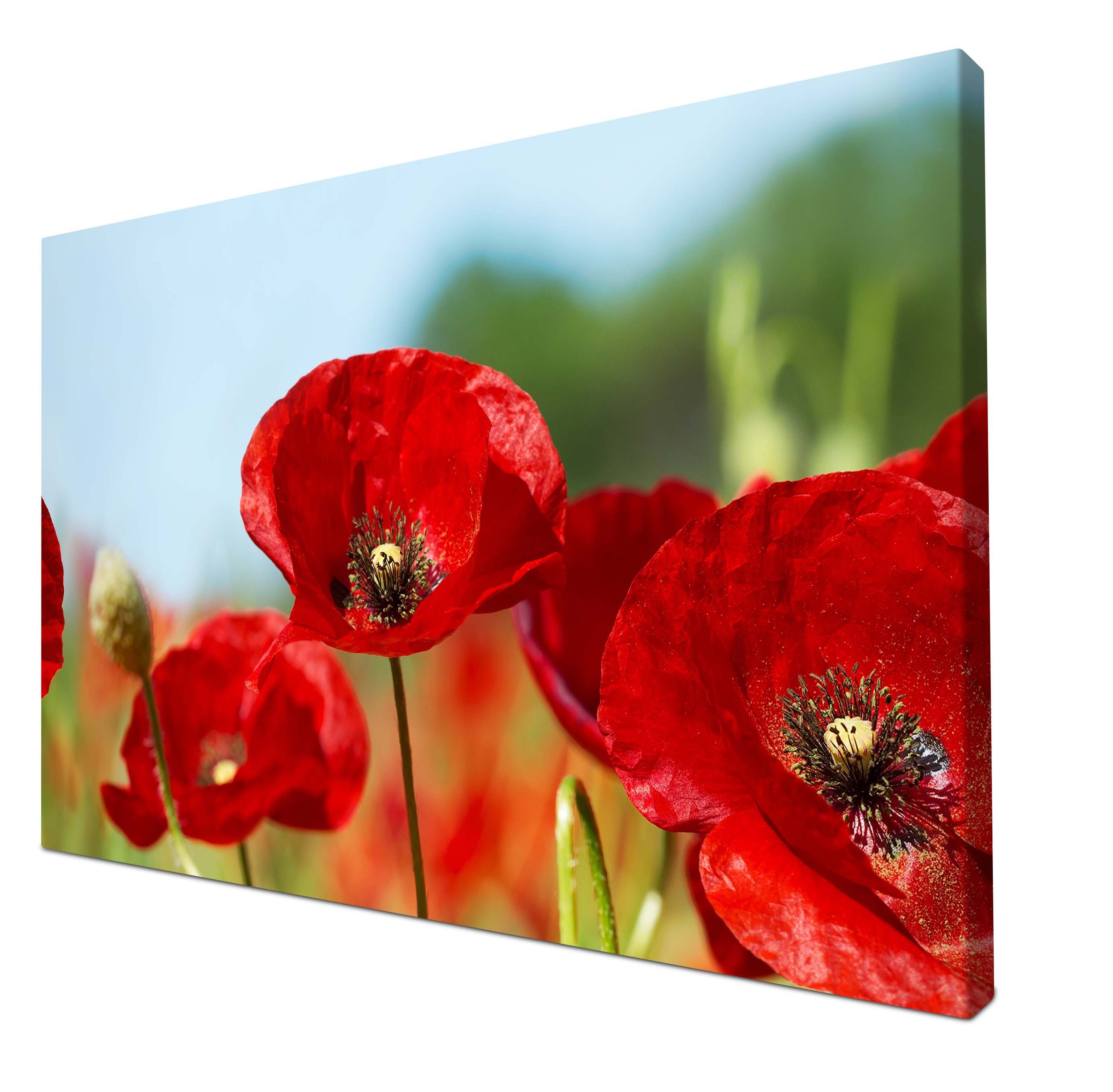 wandmotiv24 Leinwandbild Mohn Blüte Klatschmohn (1 Pflanzen Wandbild, Blumen Leinwandbilder und Wanddeko, Größen in rot, St), versch