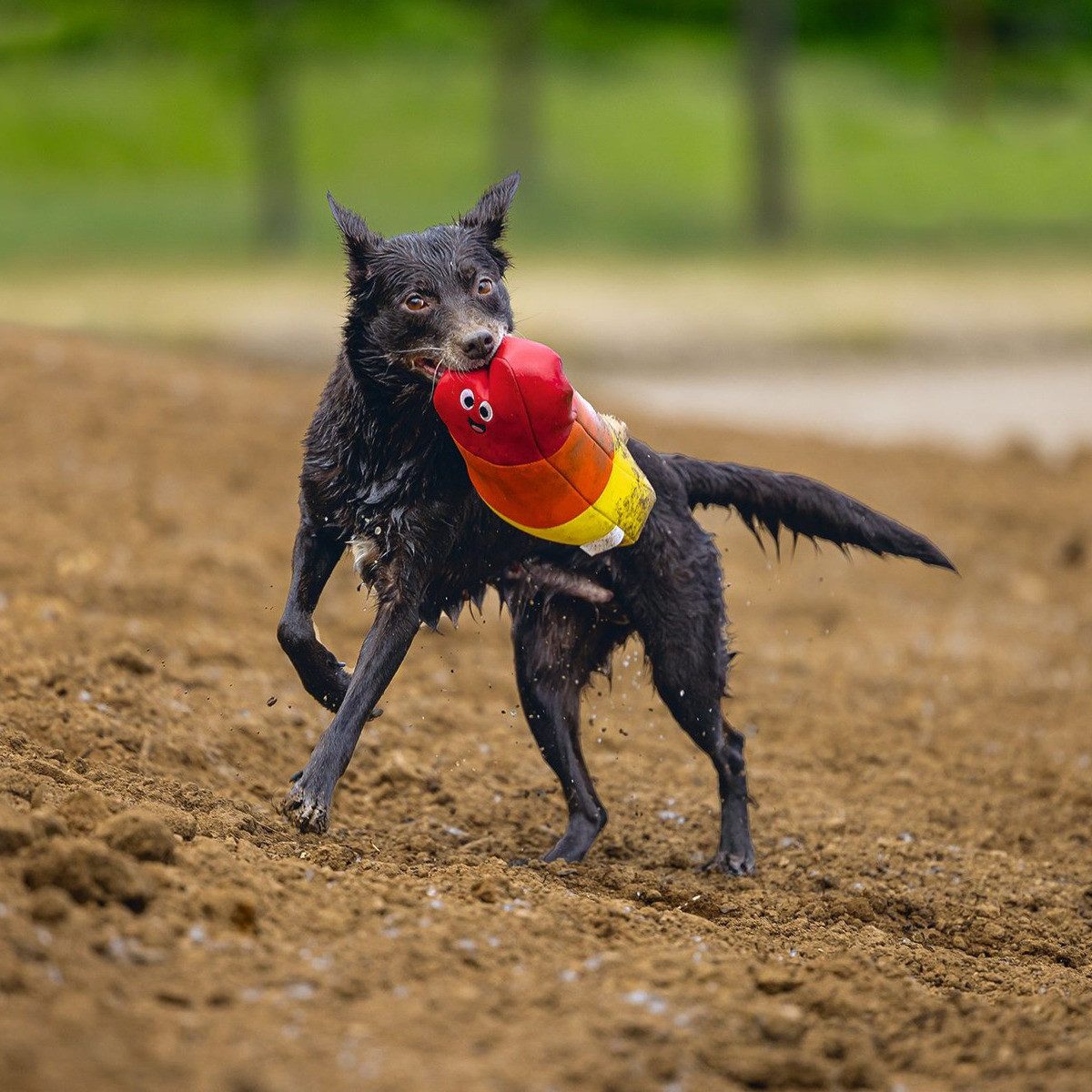 Beeztees Wasserspielzeug Hundespielzeug Wassereis Neopren