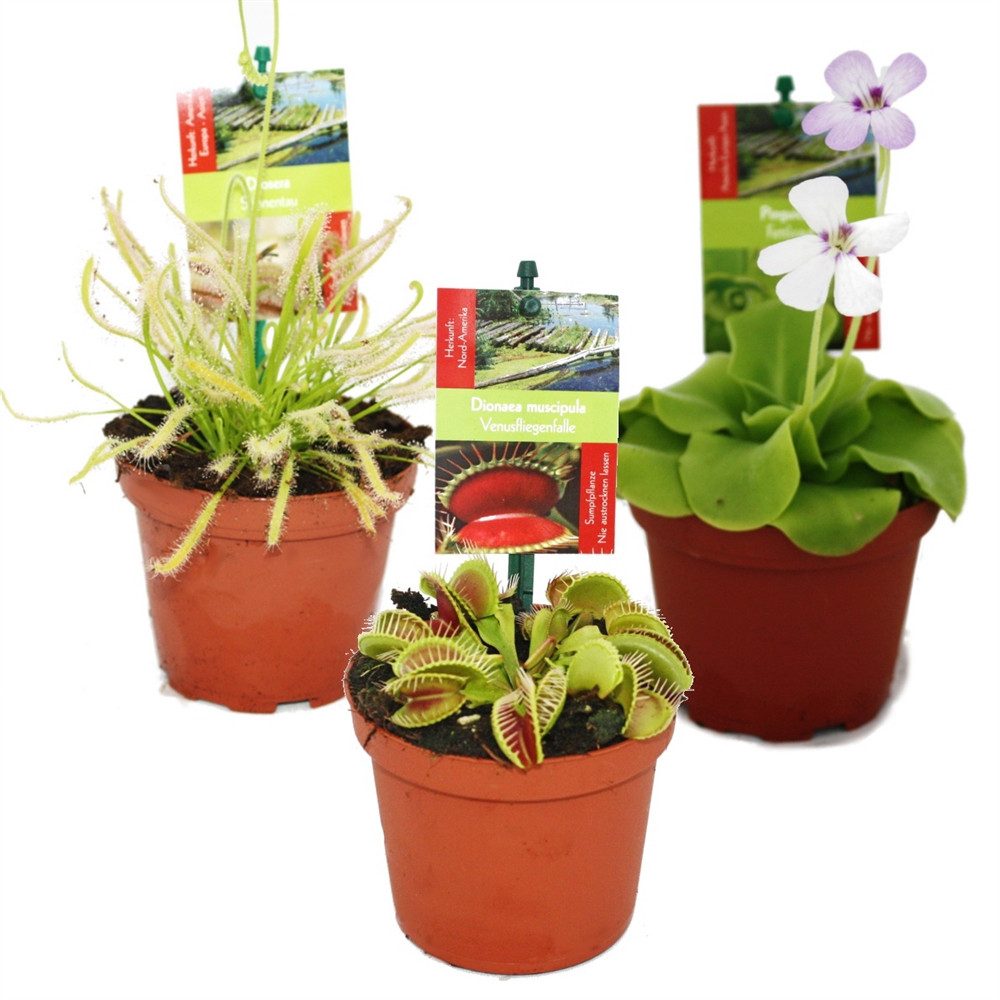 Exotenherz Zimmerpflanze Starter Set Fleischfressende Pflanzen - 3 Pflanzen
