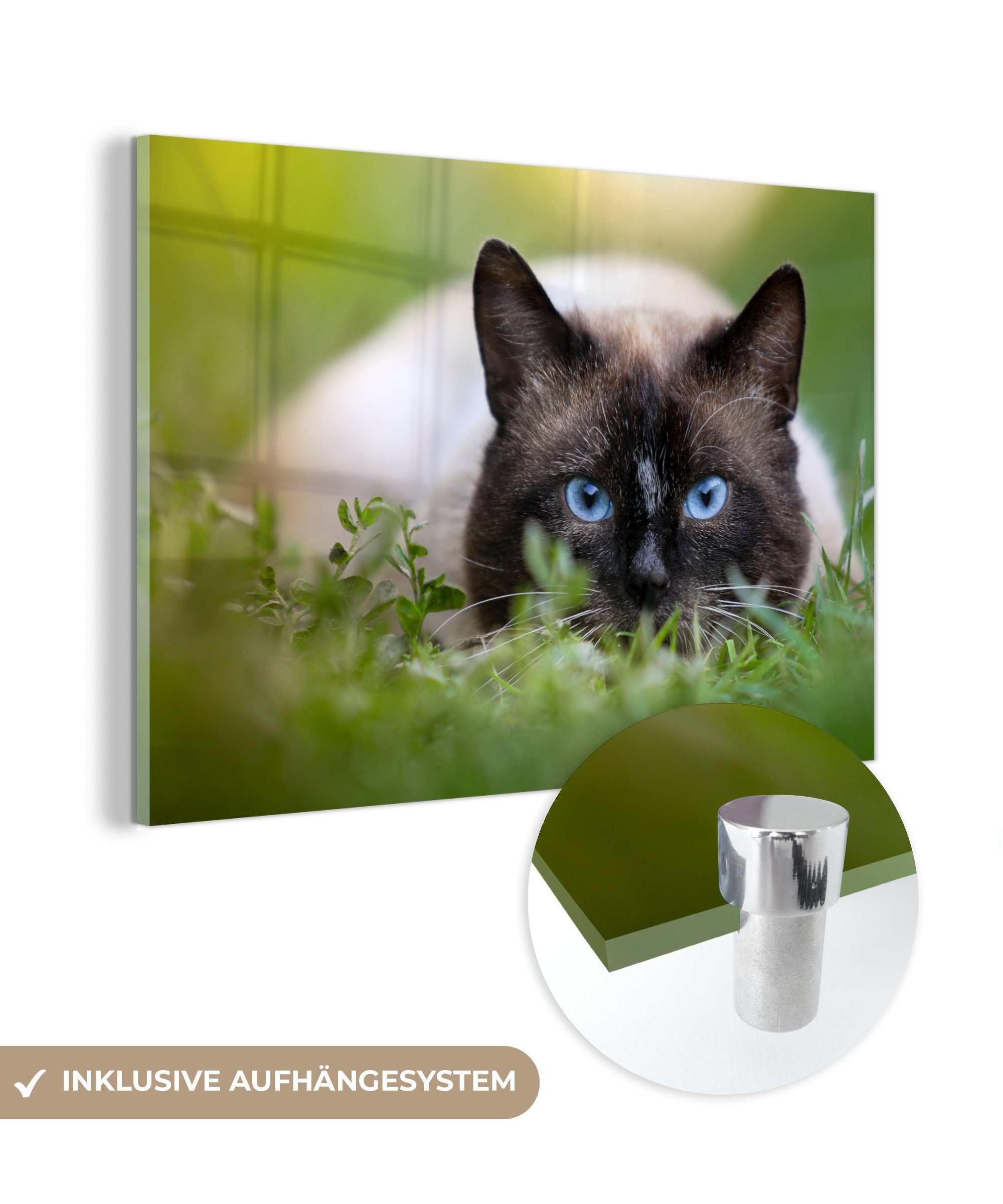 MuchoWow Acrylglasbild Katze - Gras - Porträt, (1 St), Acrylglasbilder Wohnzimmer & Schlafzimmer