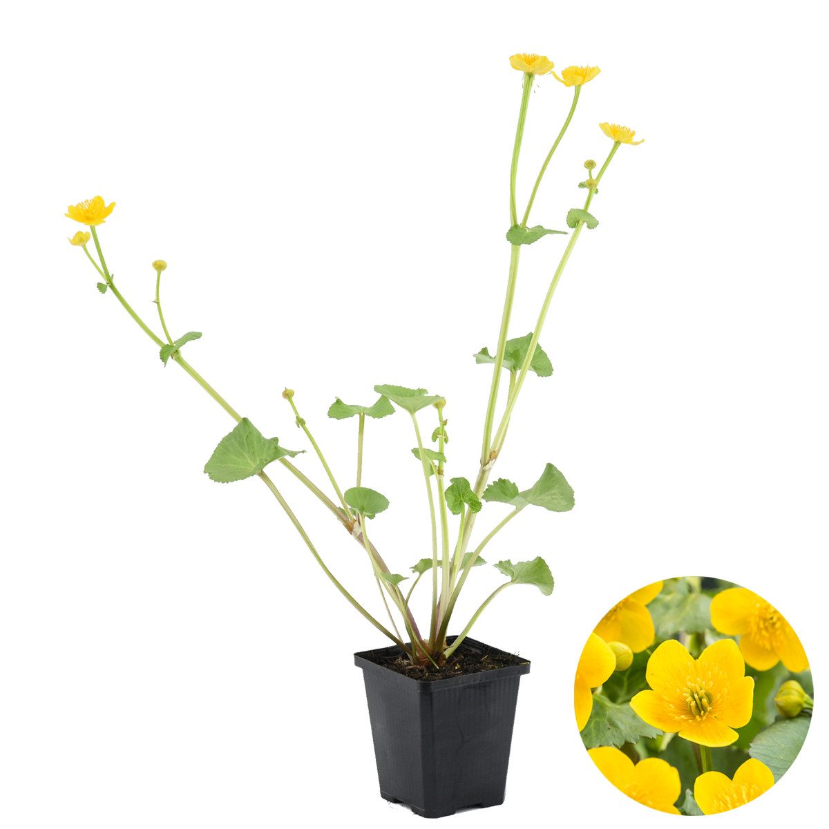 Bloomique Wasserpflanze Caltha Palustris, Sumpfdotterblume, Teichpflanze, 10-20 cm, Topf 9 cm, 1 St.
